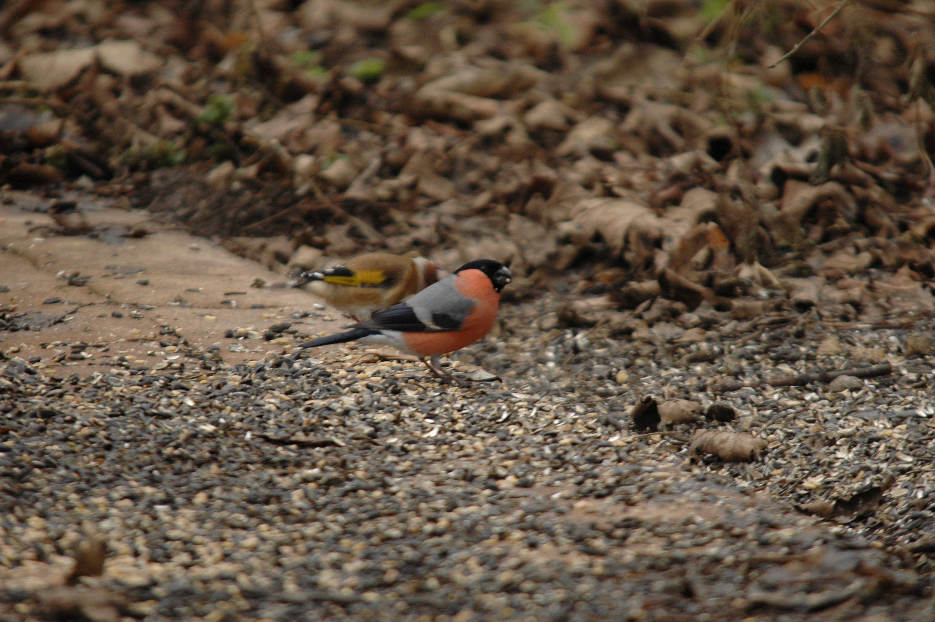 photos/wildlife/Bird_Species/193-Finches/9522-Eurasian_Bullfinch/DSC_4680.JPG