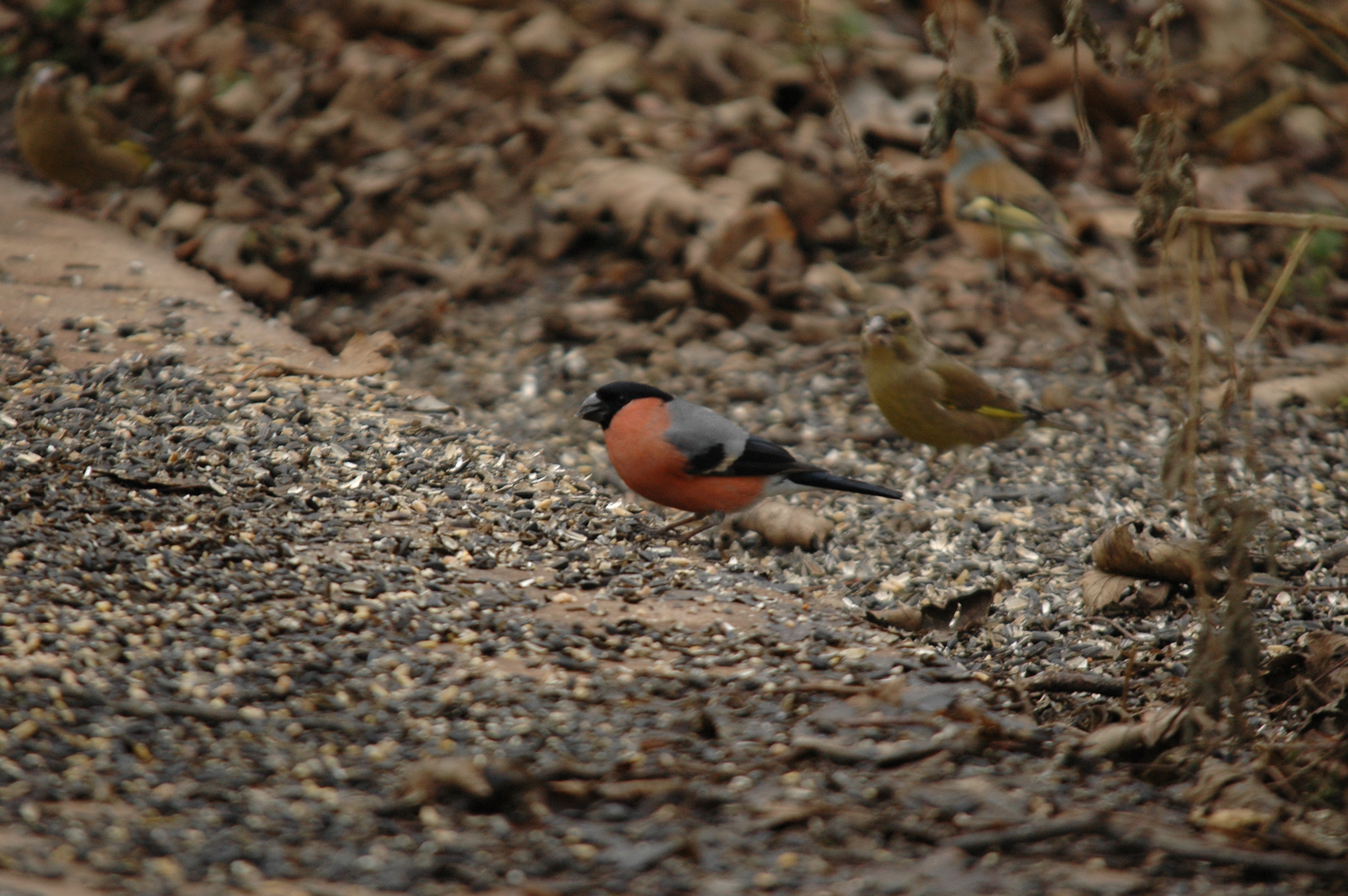 photos/wildlife/Bird_Species/193-Finches/9522-Eurasian_Bullfinch/DSC_4682.JPG