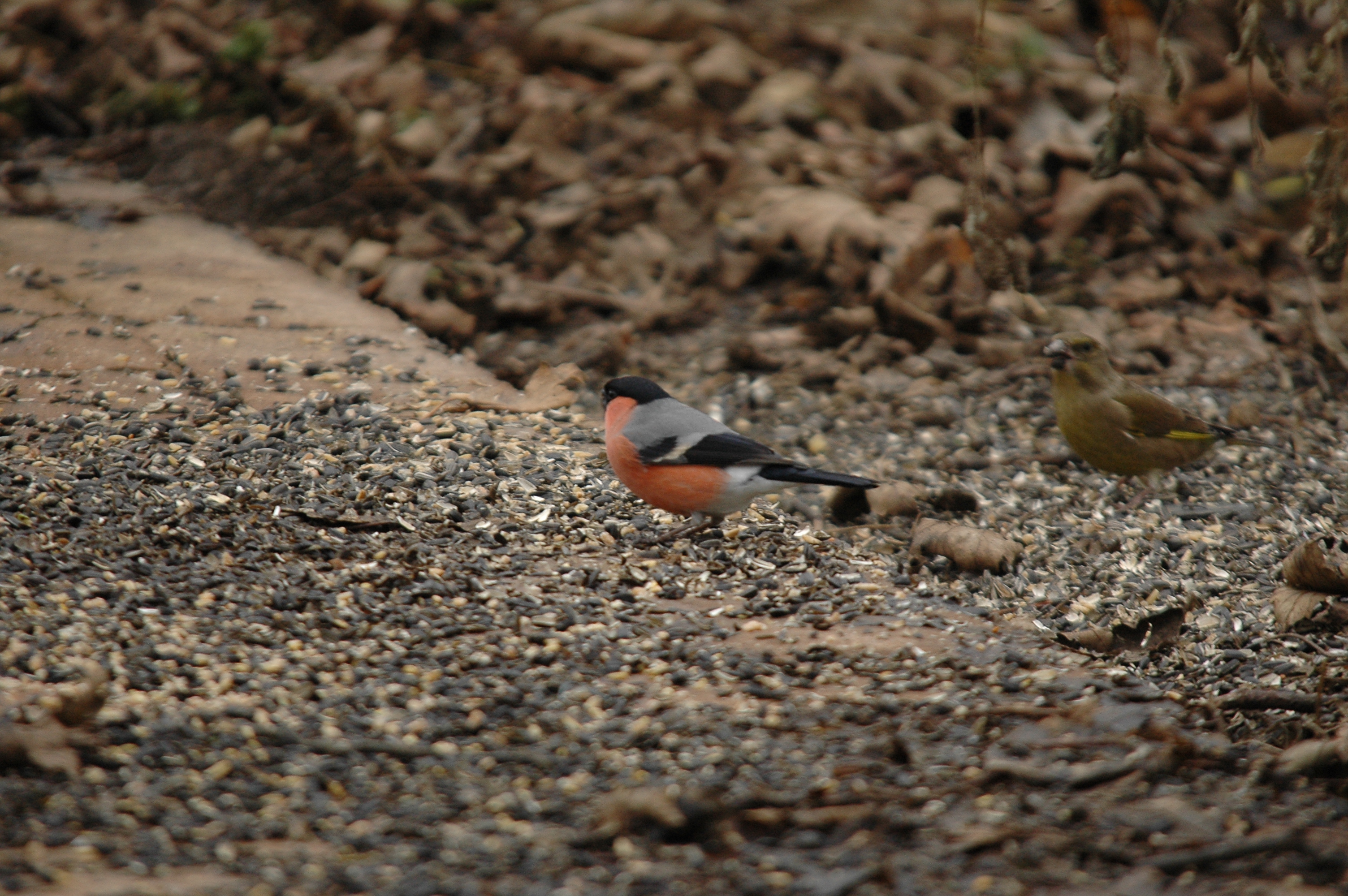 photos/wildlife/Bird_Species/193-Finches/9522-Eurasian_Bullfinch/DSC_4685.JPG