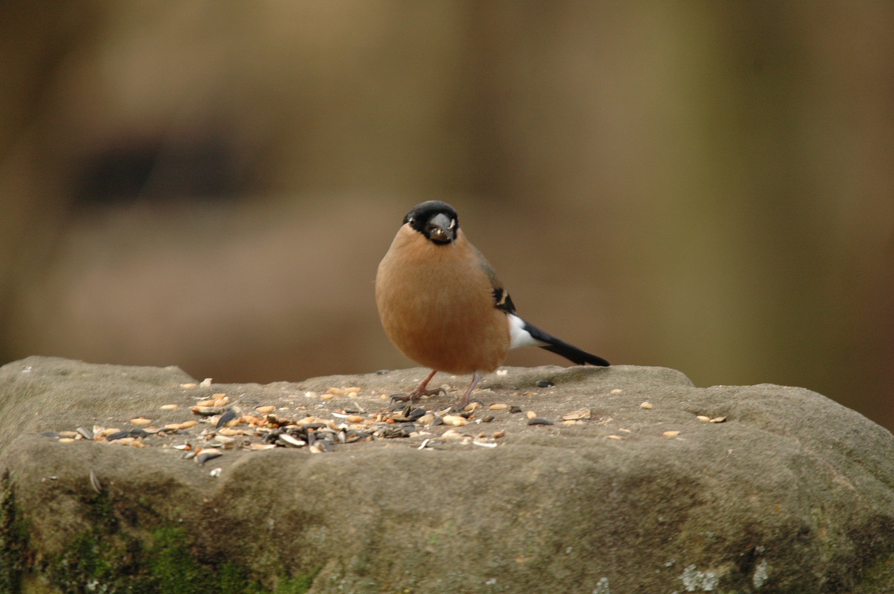 photos/wildlife/Bird_Species/193-Finches/9522-Eurasian_Bullfinch/DSC_4696.JPG