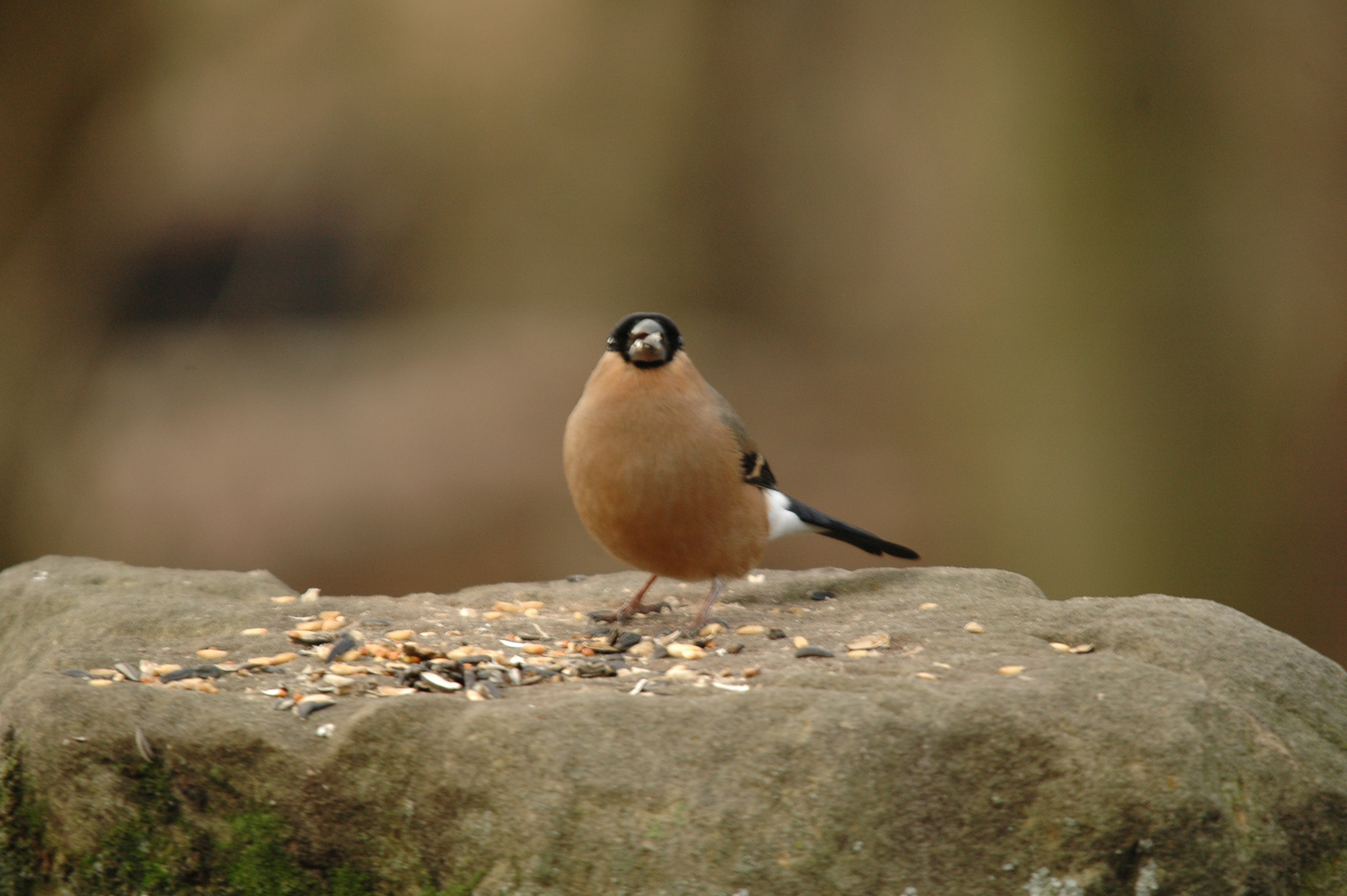photos/wildlife/Bird_Species/193-Finches/9522-Eurasian_Bullfinch/DSC_4698.JPG