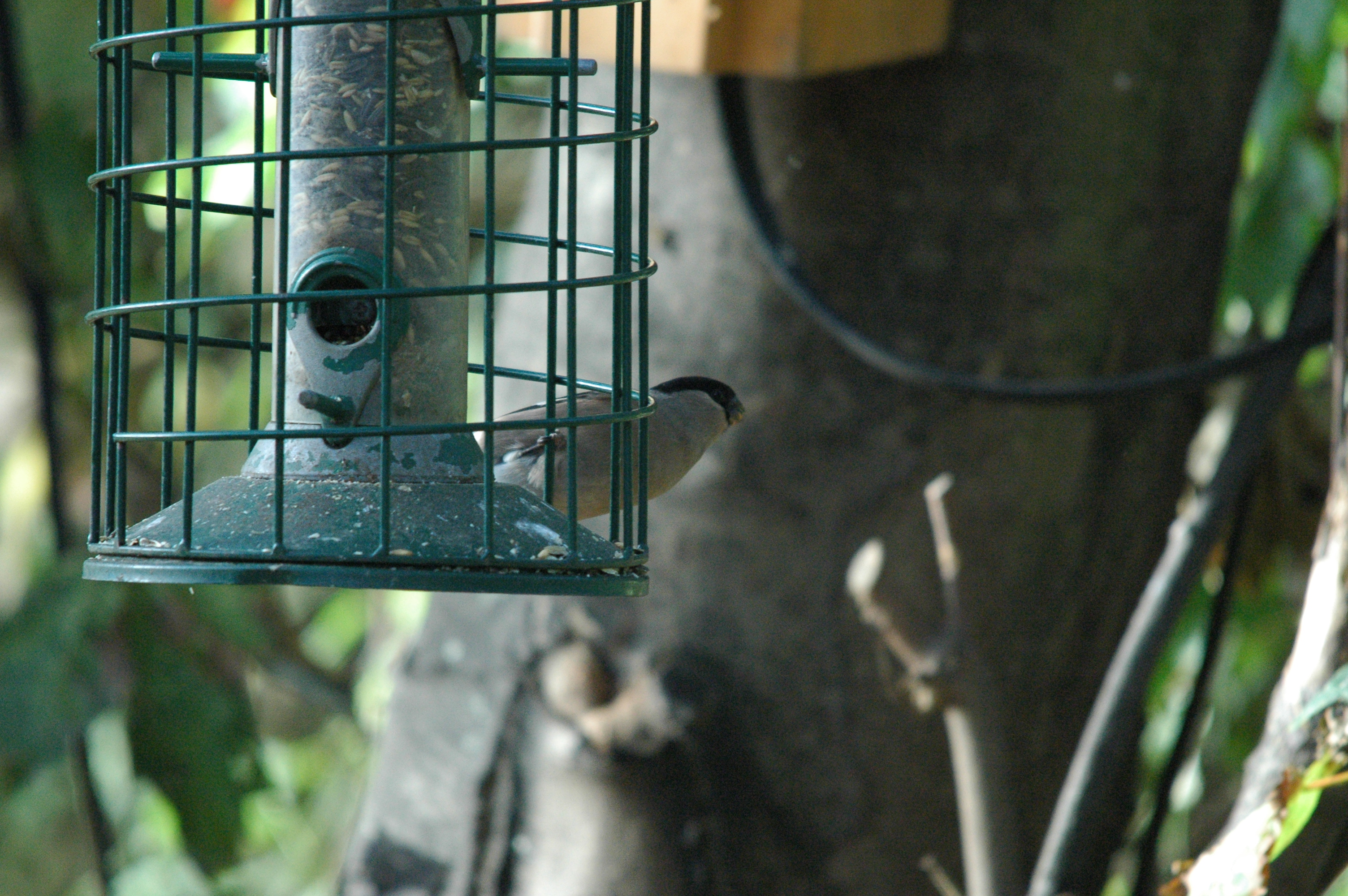 photos/wildlife/Bird_Species/193-Finches/9522-Eurasian_Bullfinch/dsc_1388.jpg