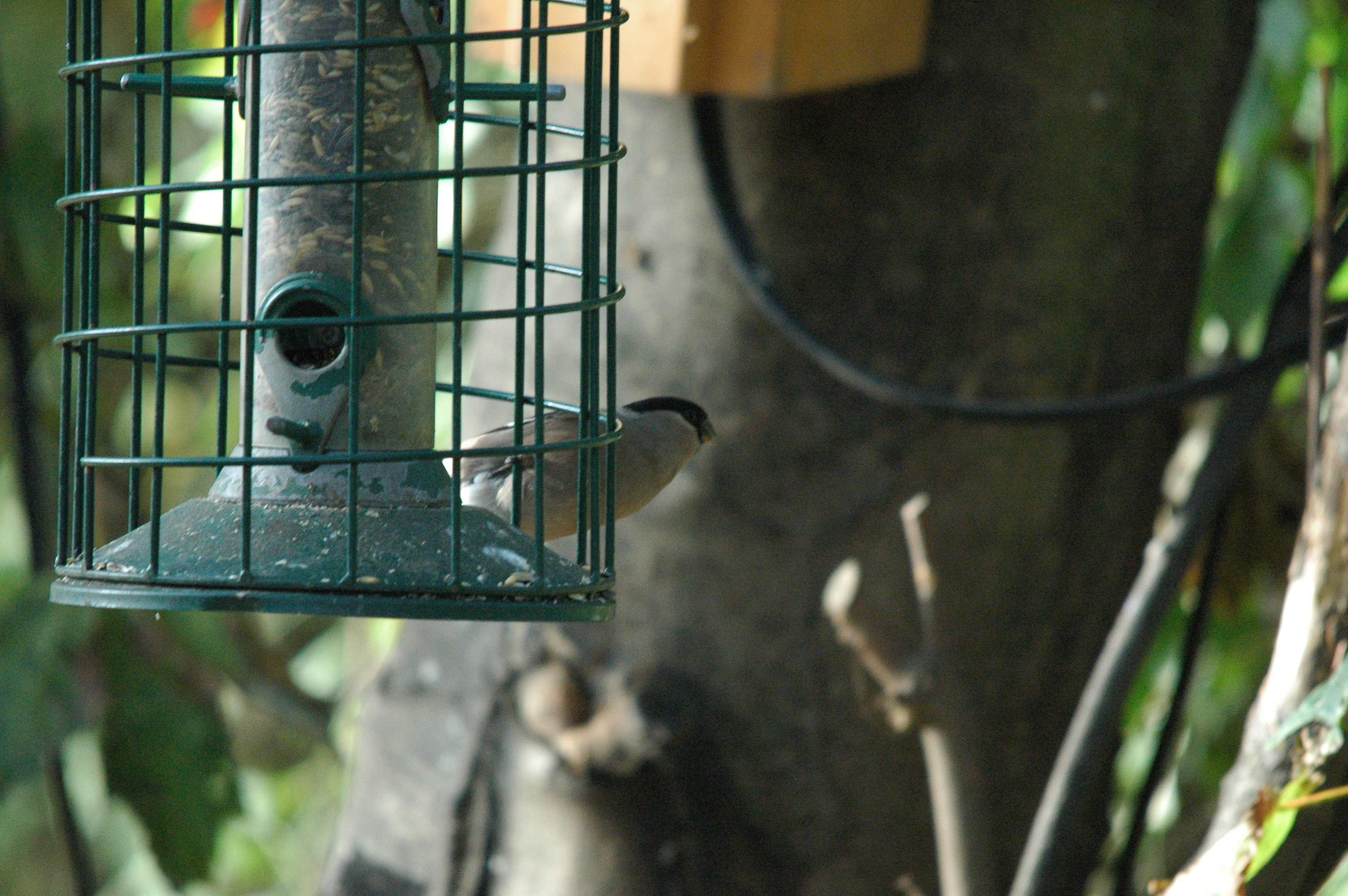 photos/wildlife/Bird_Species/193-Finches/9522-Eurasian_Bullfinch/dsc_1389.jpg