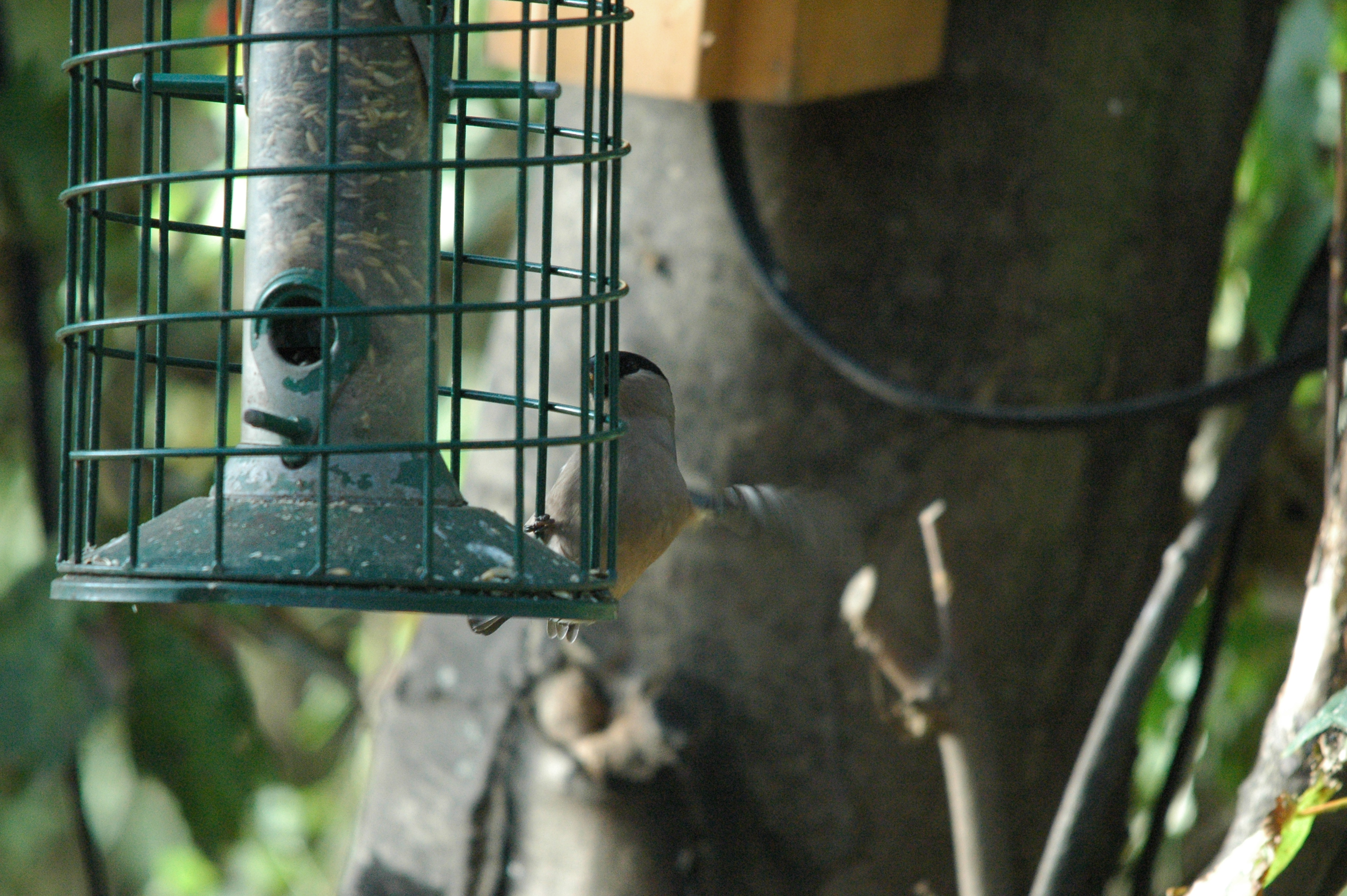 photos/wildlife/Bird_Species/193-Finches/9522-Eurasian_Bullfinch/dsc_1391.jpg