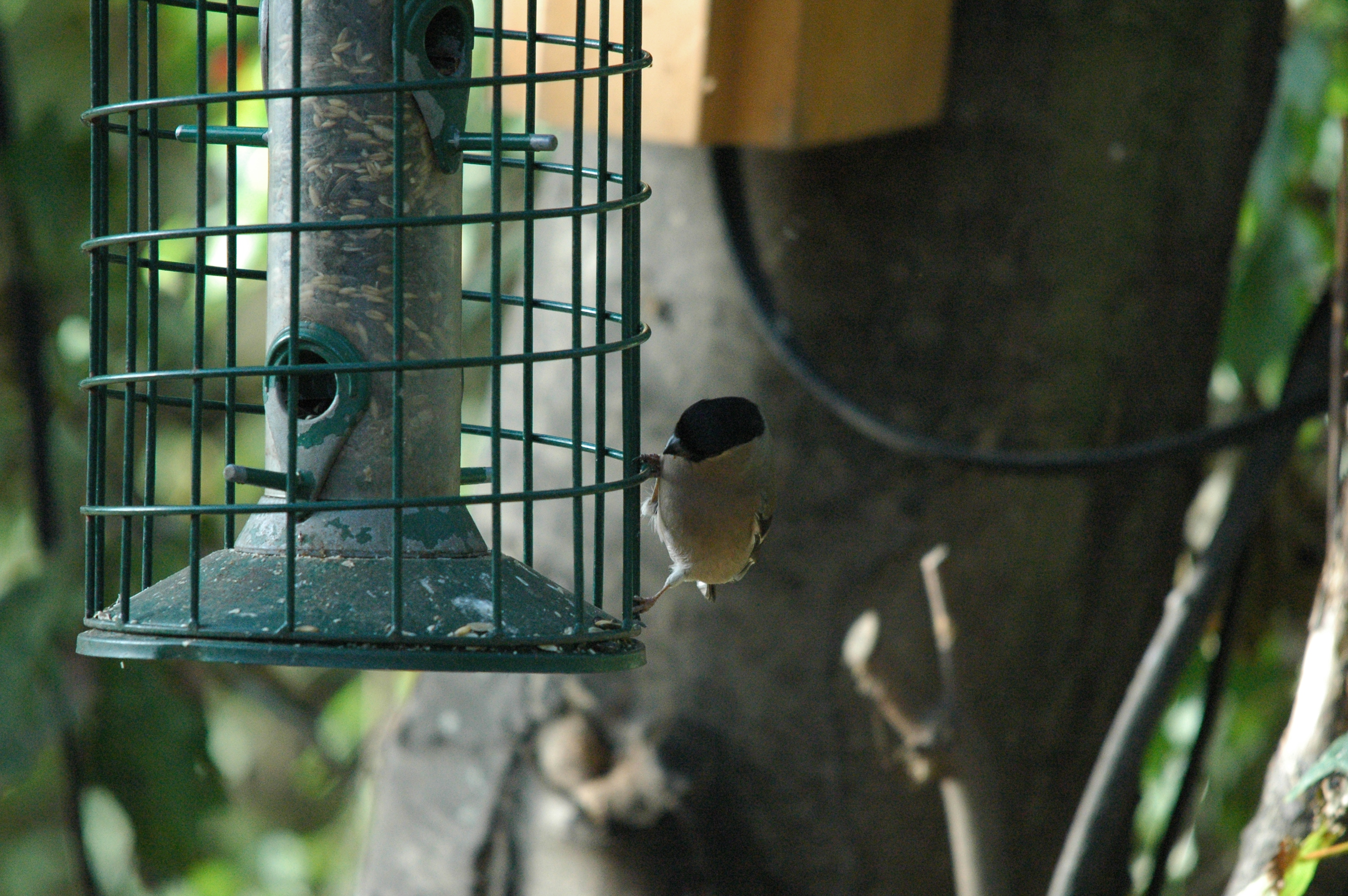 photos/wildlife/Bird_Species/193-Finches/9522-Eurasian_Bullfinch/dsc_1392.jpg