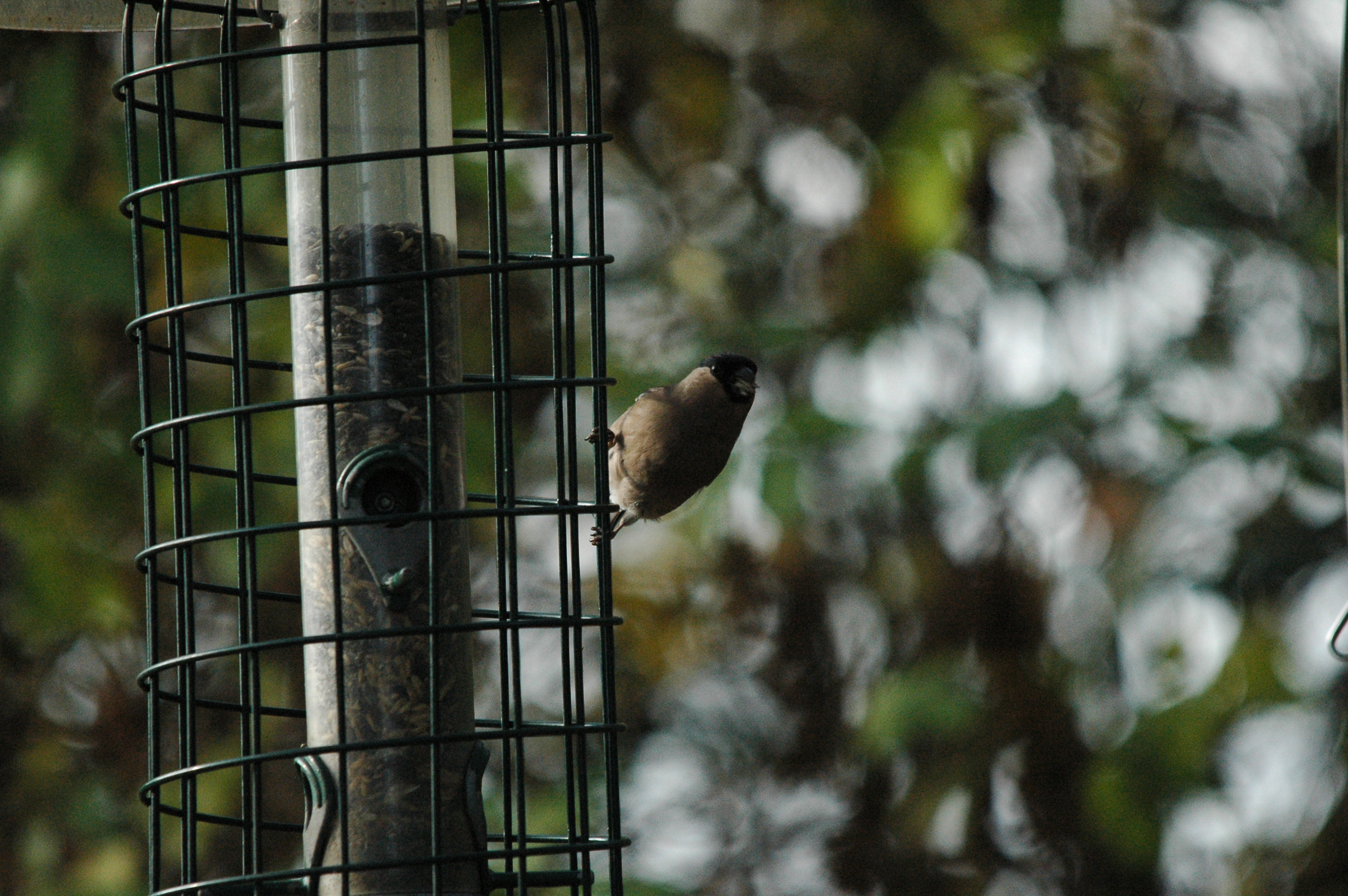 photos/wildlife/Bird_Species/193-Finches/9522-Eurasian_Bullfinch/dsc_1400.jpg