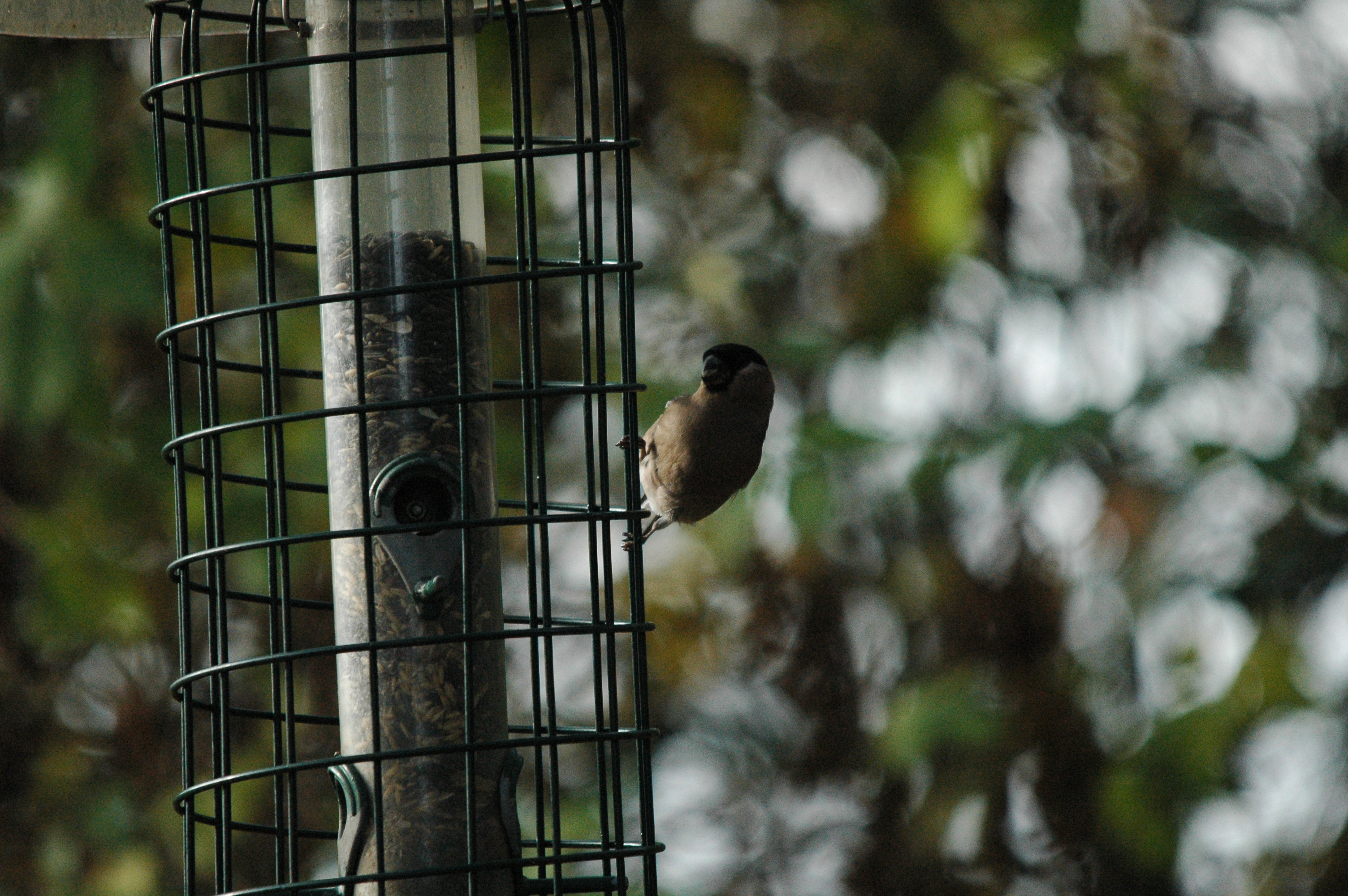 photos/wildlife/Bird_Species/193-Finches/9522-Eurasian_Bullfinch/dsc_1401.jpg