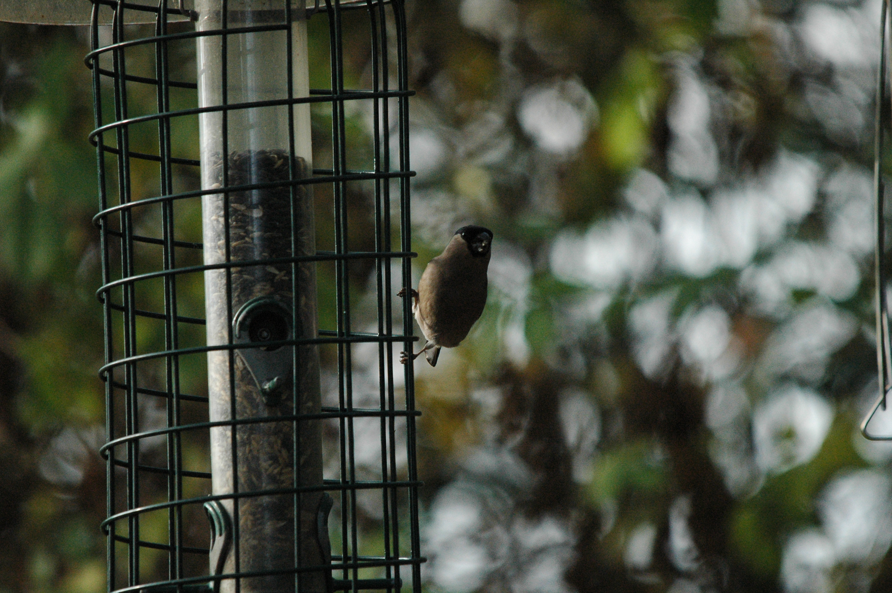 photos/wildlife/Bird_Species/193-Finches/9522-Eurasian_Bullfinch/dsc_1402.jpg