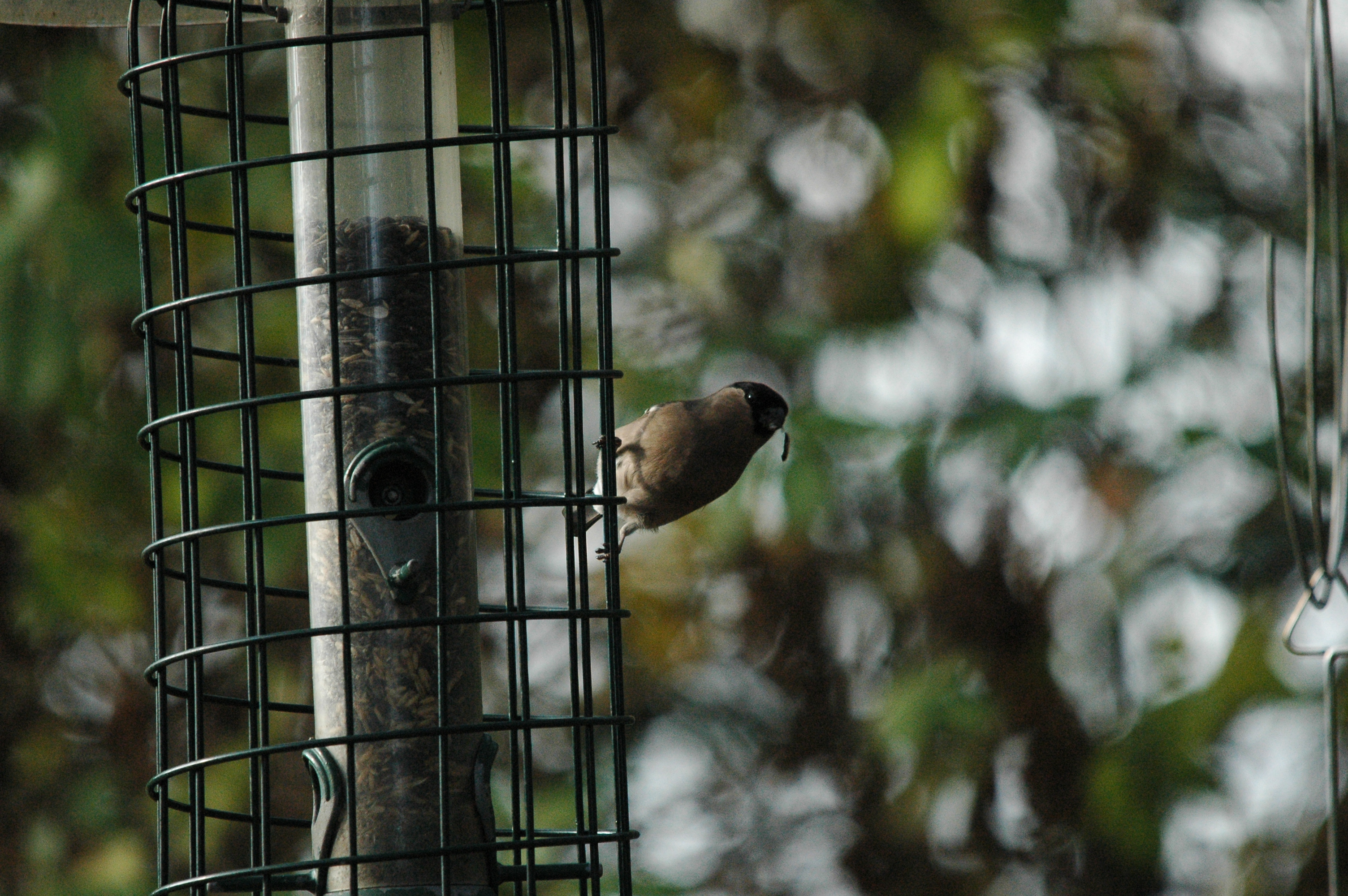 photos/wildlife/Bird_Species/193-Finches/9522-Eurasian_Bullfinch/dsc_1403.jpg