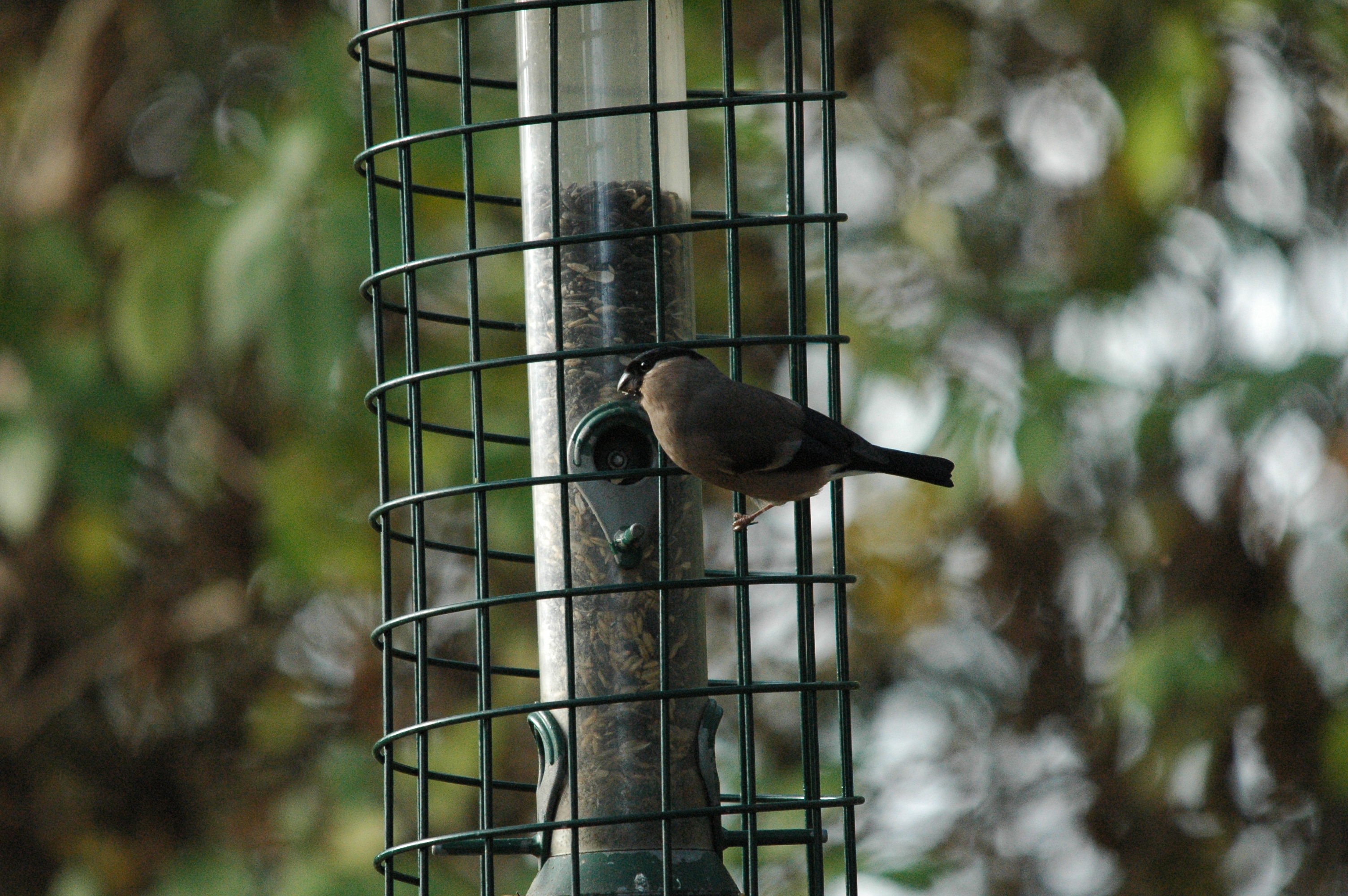 photos/wildlife/Bird_Species/193-Finches/9522-Eurasian_Bullfinch/dsc_1404.jpg