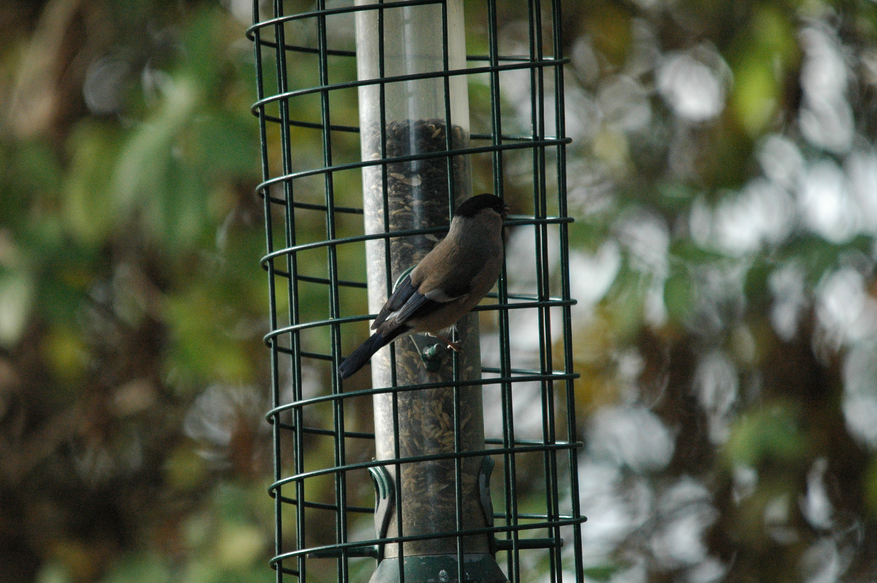 photos/wildlife/Bird_Species/193-Finches/9522-Eurasian_Bullfinch/dsc_1405.jpg