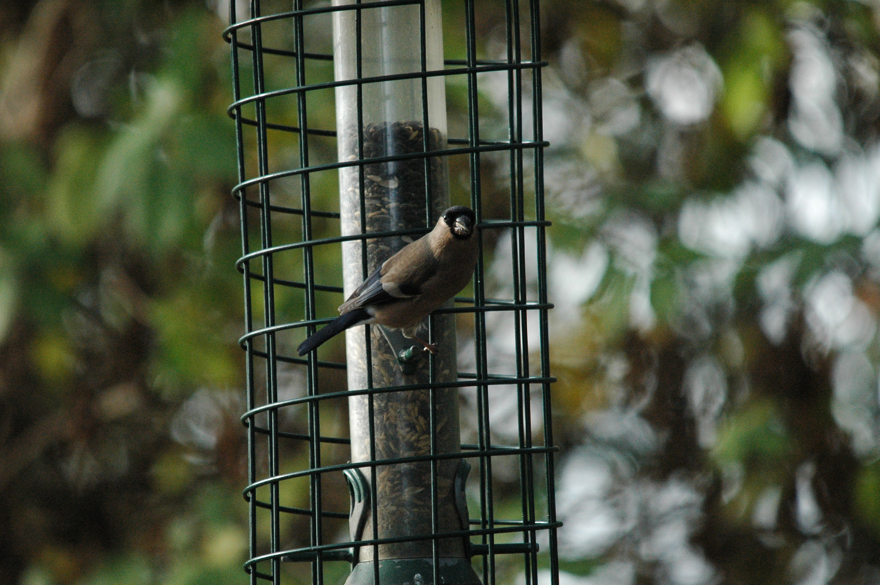 photos/wildlife/Bird_Species/193-Finches/9522-Eurasian_Bullfinch/dsc_1406.jpg