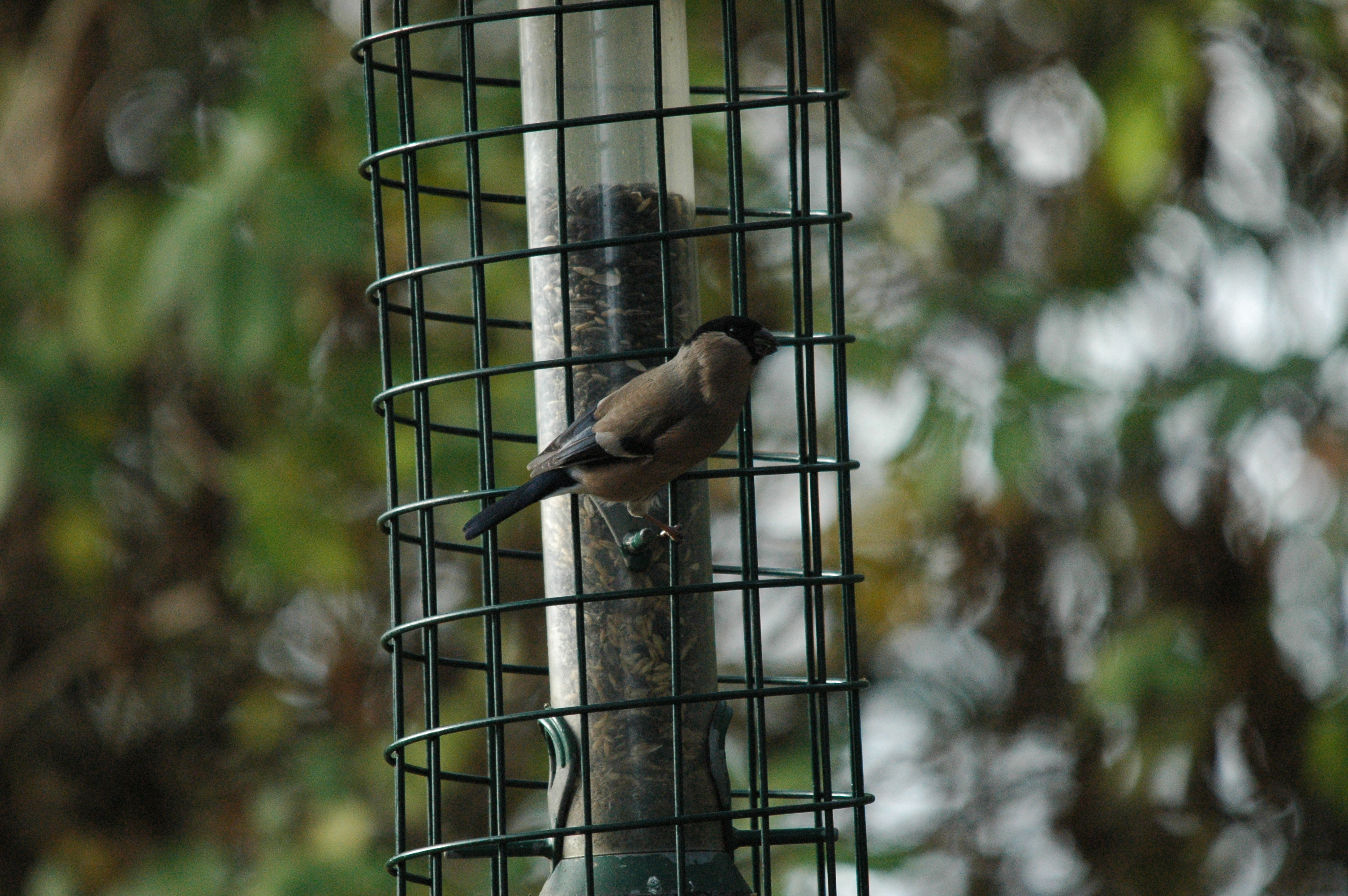 photos/wildlife/Bird_Species/193-Finches/9522-Eurasian_Bullfinch/dsc_1407.jpg