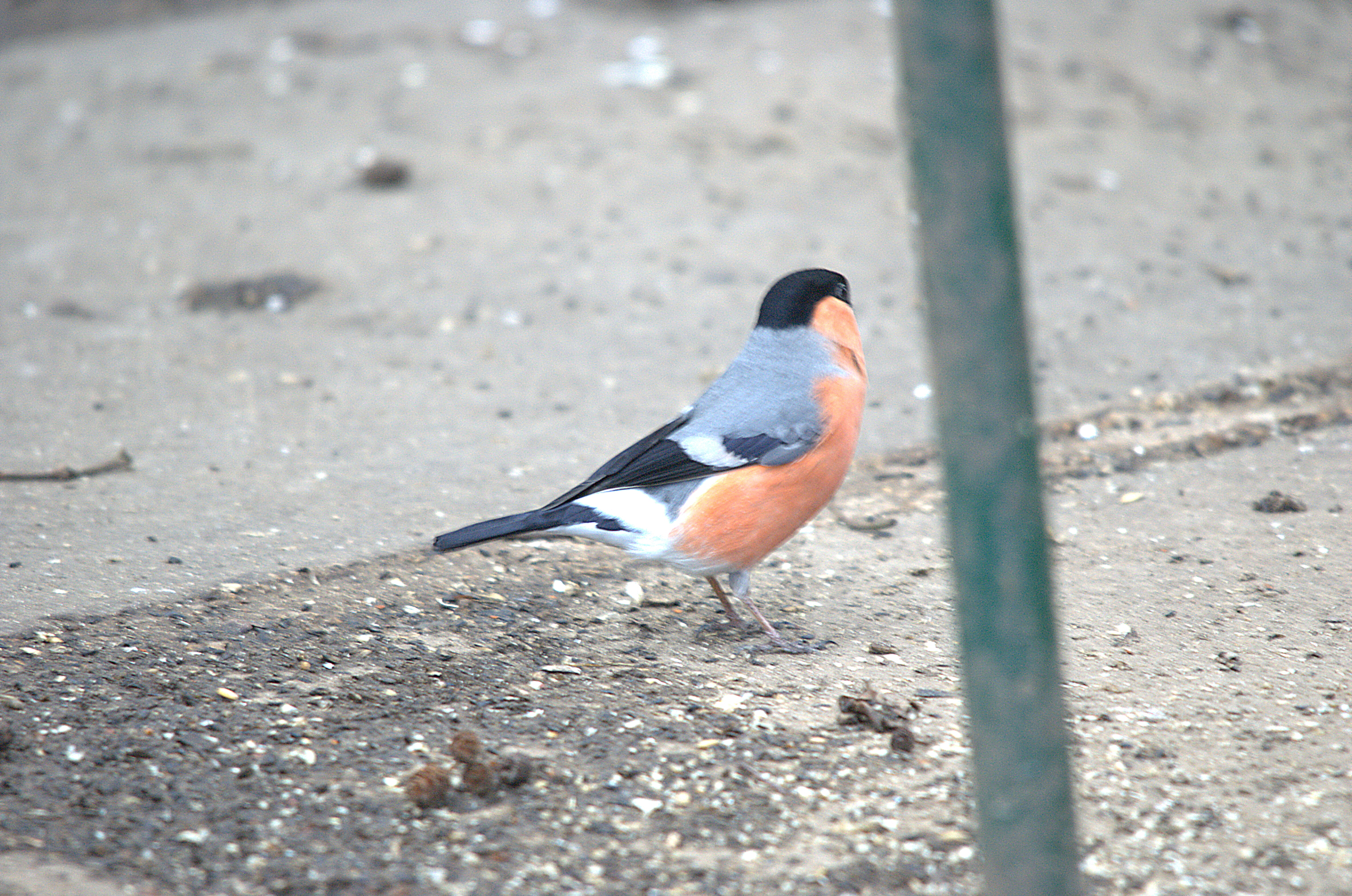photos/wildlife/Bird_Species/193-Finches/9522-Eurasian_Bullfinch/dsc_1876.jpeg