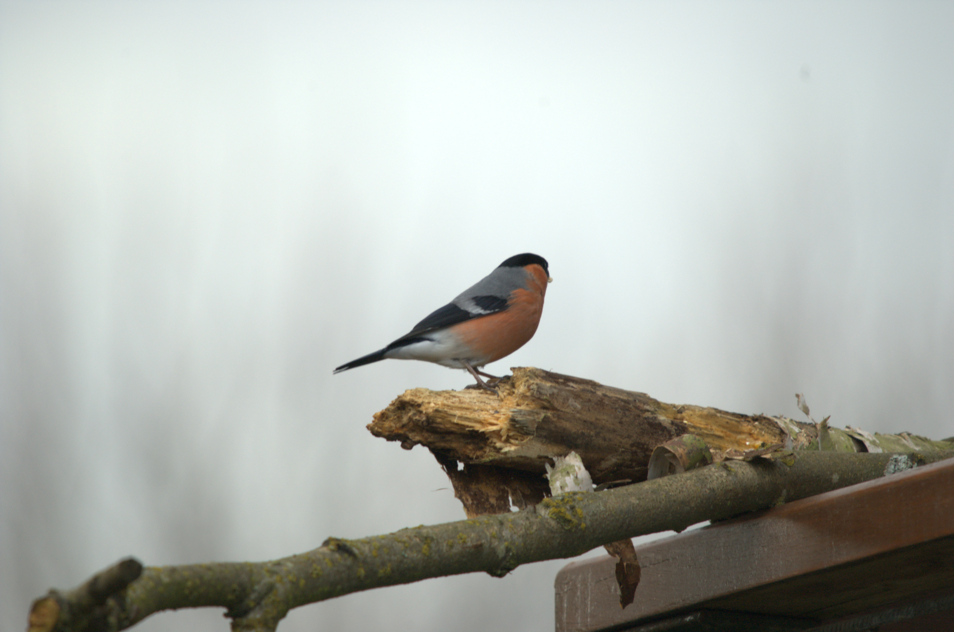 photos/wildlife/Bird_Species/193-Finches/9522-Eurasian_Bullfinch/dsc_1893.jpeg