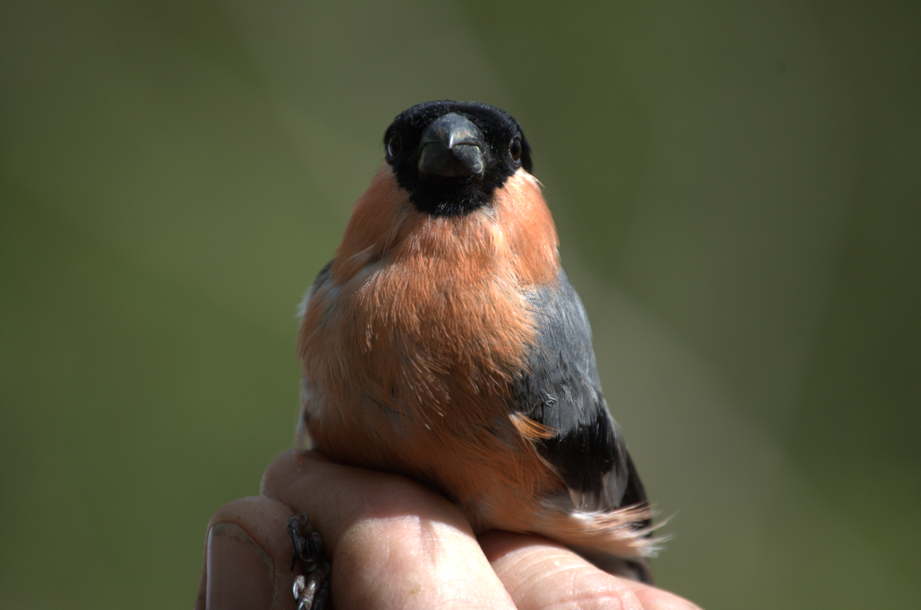 photos/wildlife/Bird_Species/193-Finches/9522-Eurasian_Bullfinch/dsc_2099.jpg