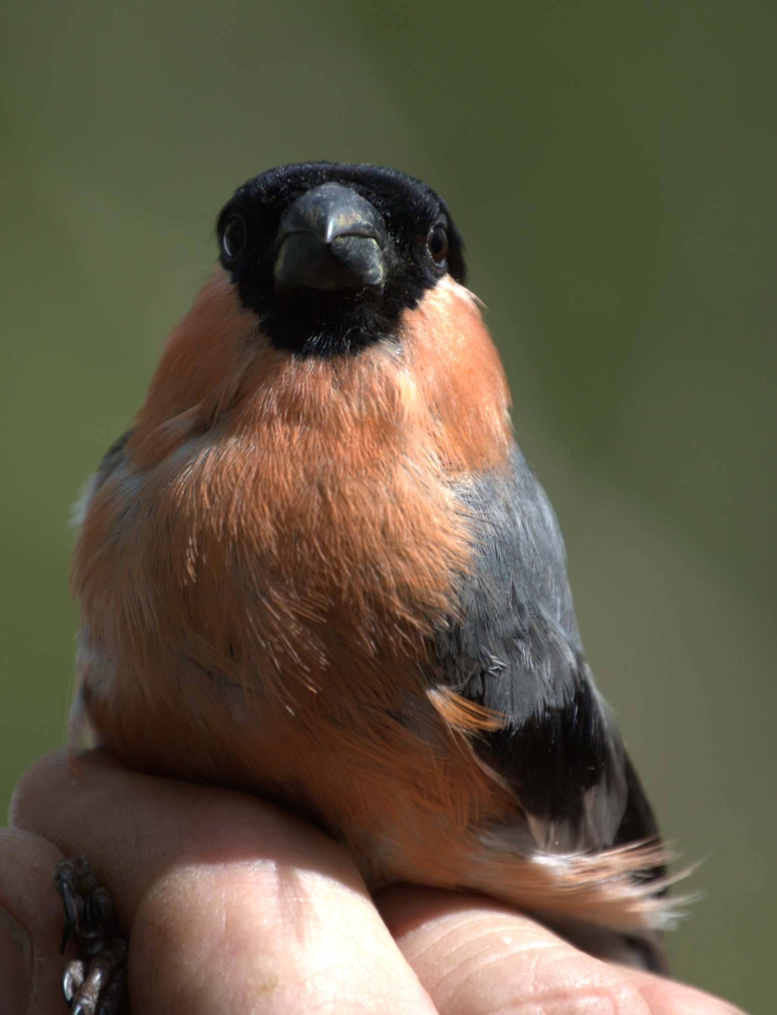 photos/wildlife/Bird_Species/193-Finches/9522-Eurasian_Bullfinch/dsc_2099_sm.jpeg