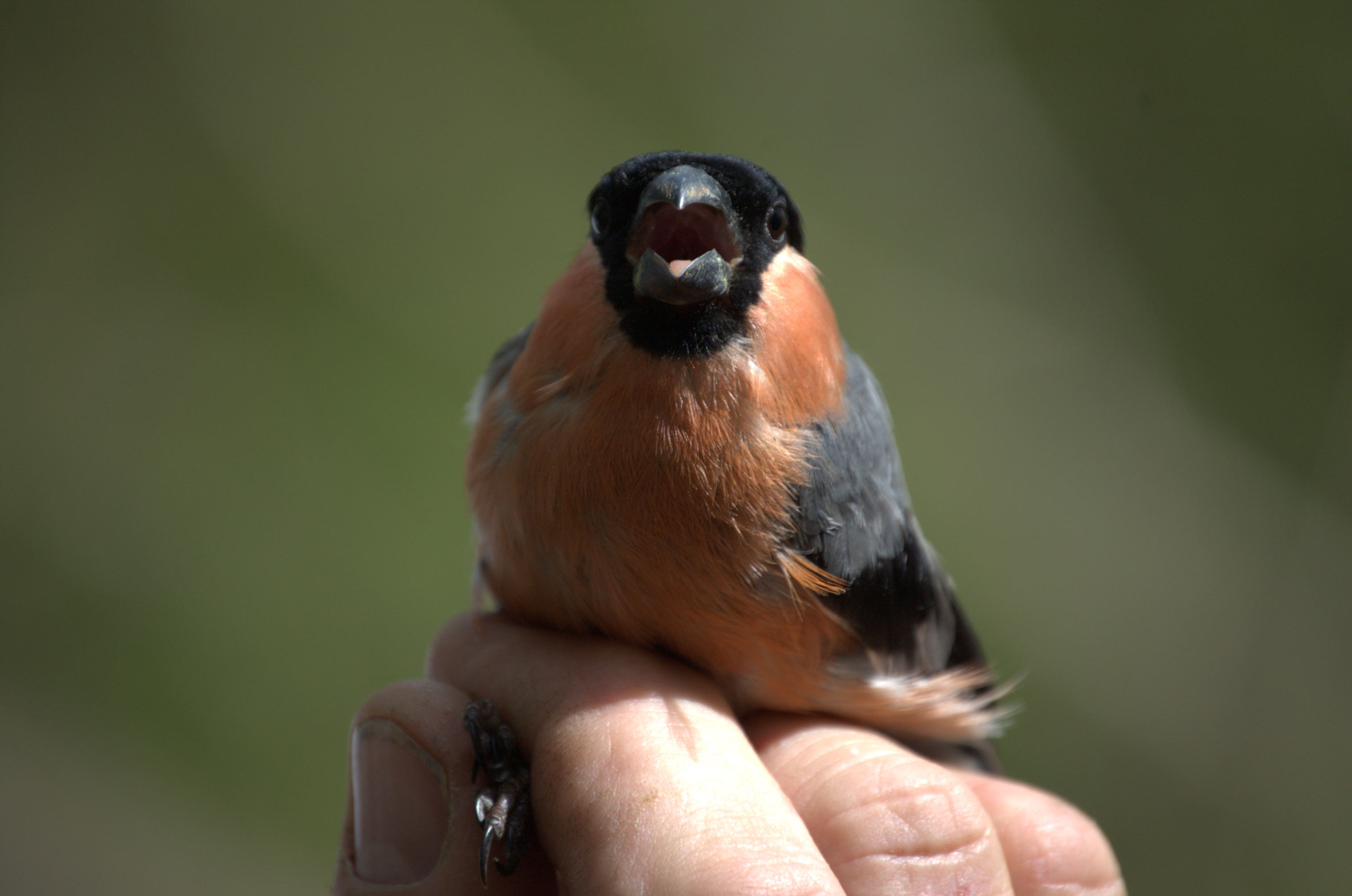 photos/wildlife/Bird_Species/193-Finches/9522-Eurasian_Bullfinch/dsc_2100.jpg