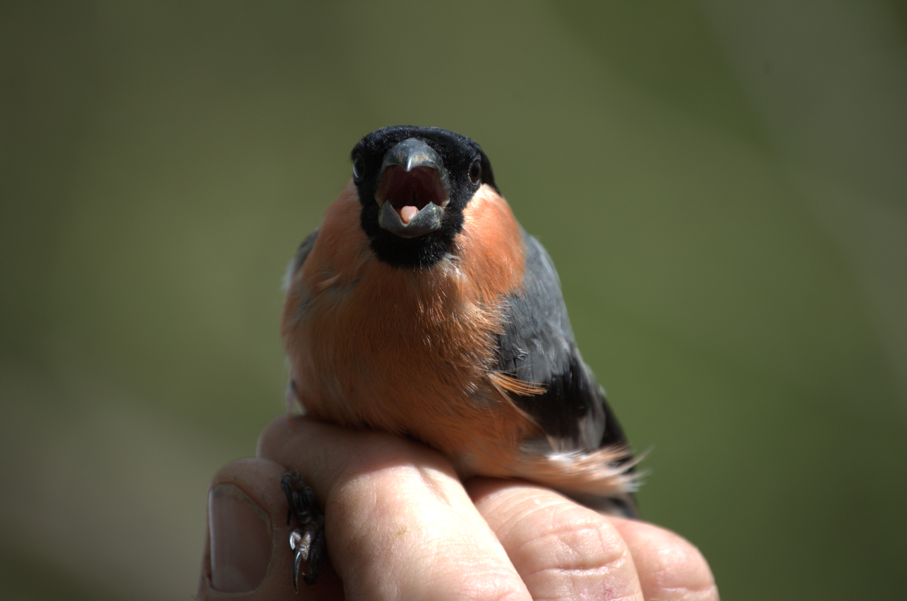 photos/wildlife/Bird_Species/193-Finches/9522-Eurasian_Bullfinch/dsc_2101.jpg