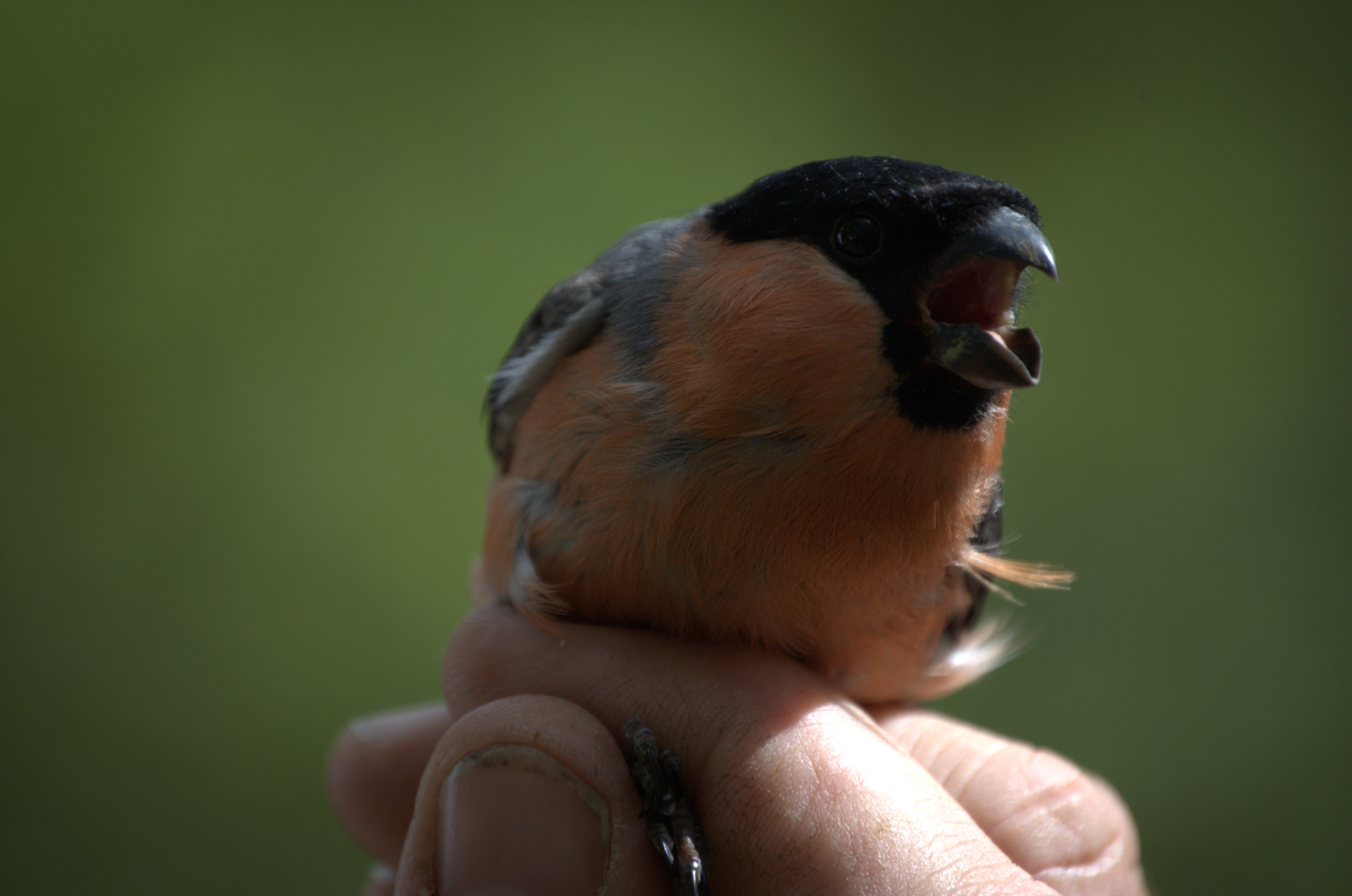 photos/wildlife/Bird_Species/193-Finches/9522-Eurasian_Bullfinch/dsc_2102.jpg