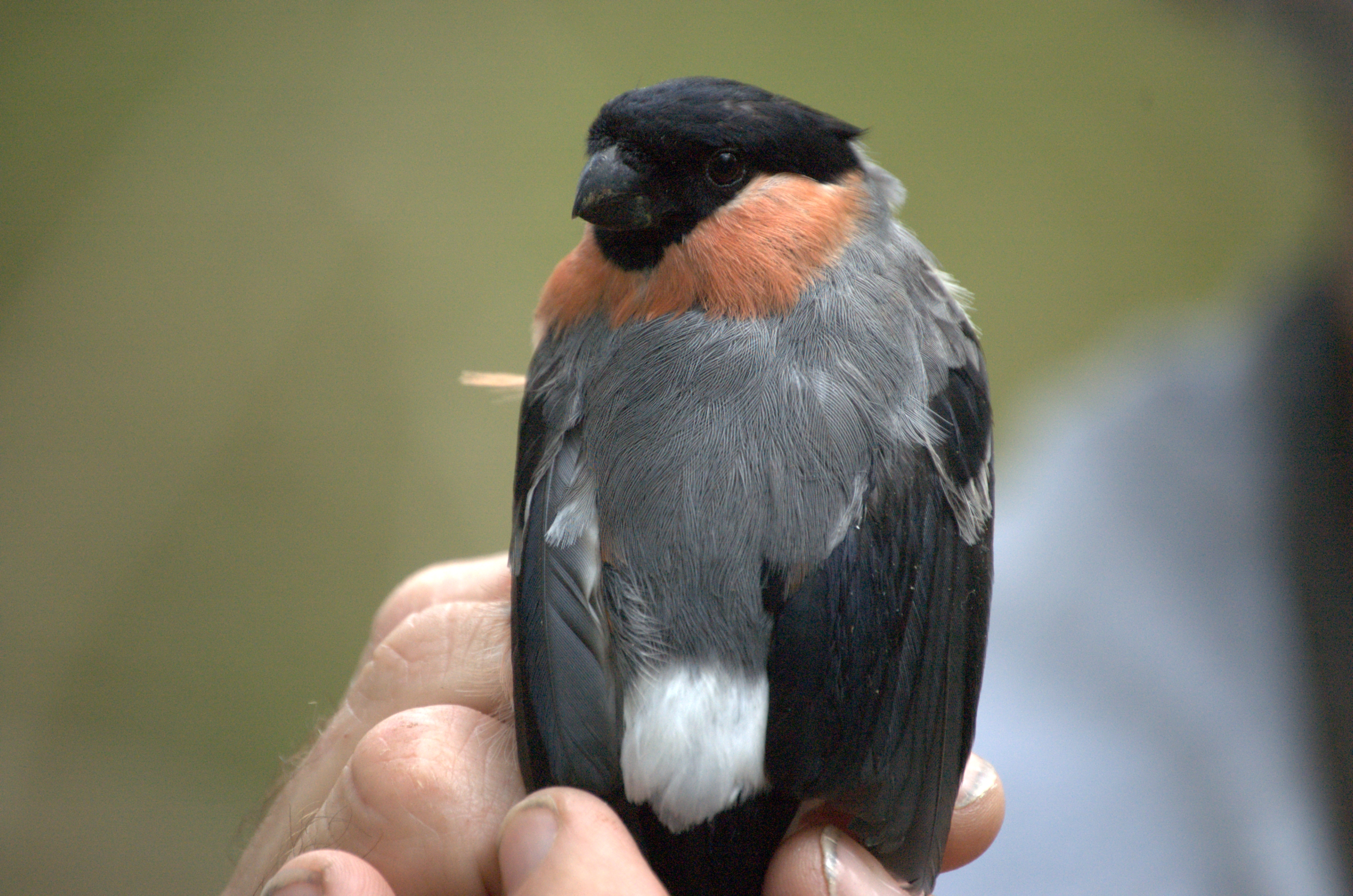 photos/wildlife/Bird_Species/193-Finches/9522-Eurasian_Bullfinch/dsc_2104.jpg