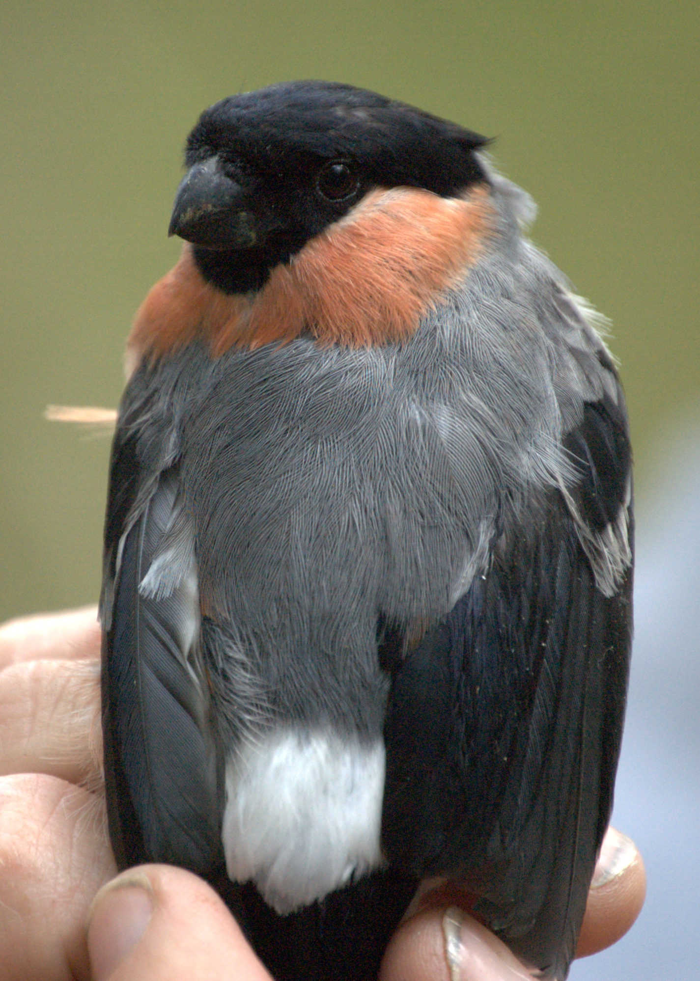 photos/wildlife/Bird_Species/193-Finches/9522-Eurasian_Bullfinch/dsc_2104_sm_1.jpeg