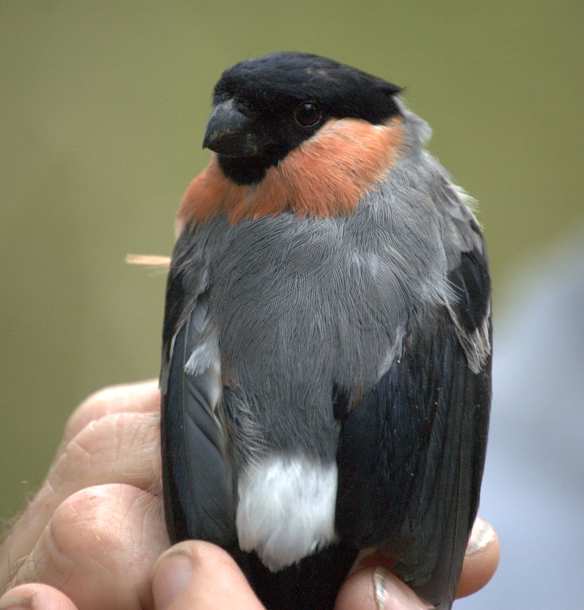 photos/wildlife/Bird_Species/193-Finches/9522-Eurasian_Bullfinch/dsc_2104_sm_2.jpeg