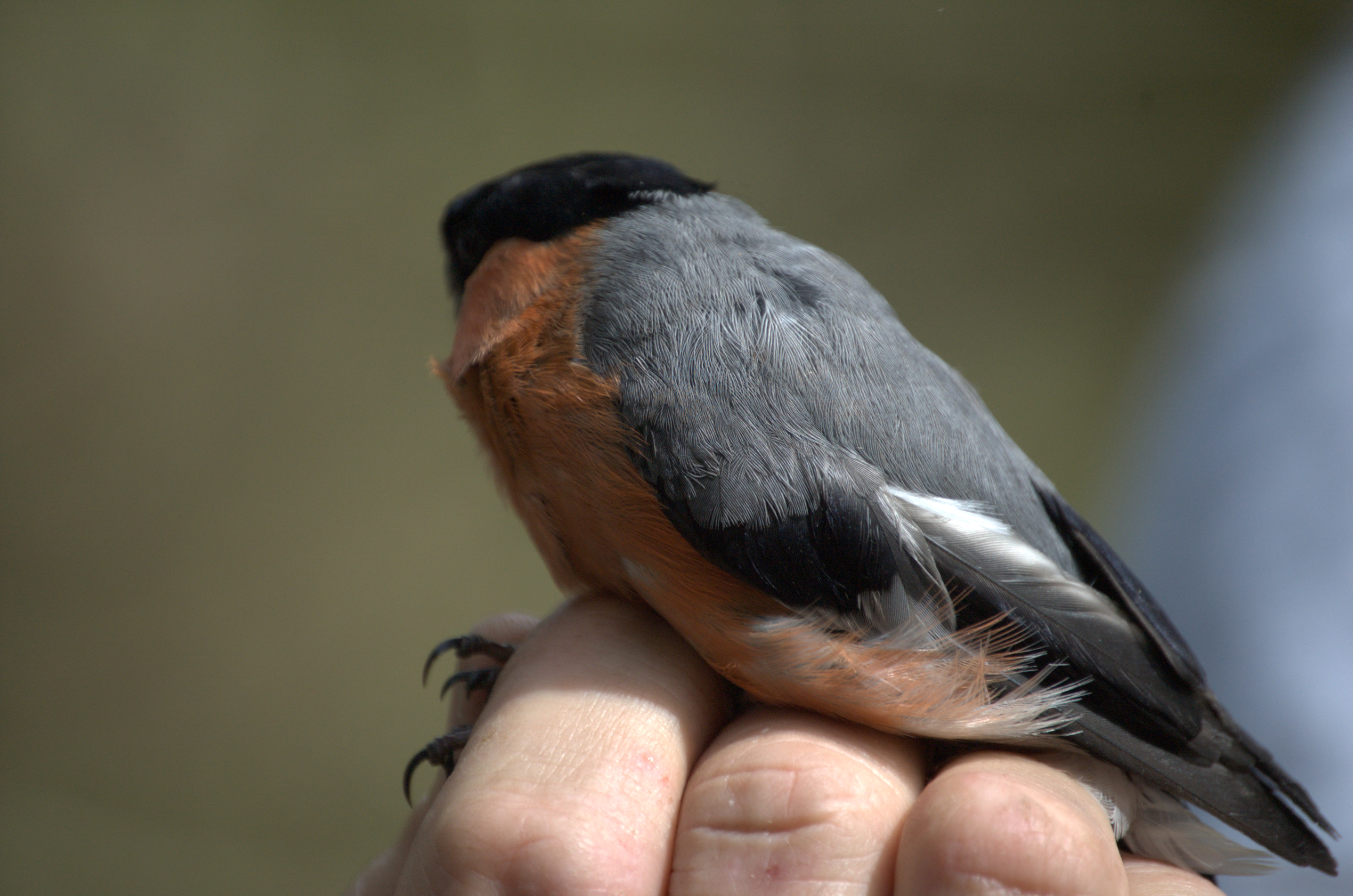 photos/wildlife/Bird_Species/193-Finches/9522-Eurasian_Bullfinch/dsc_2105.jpg