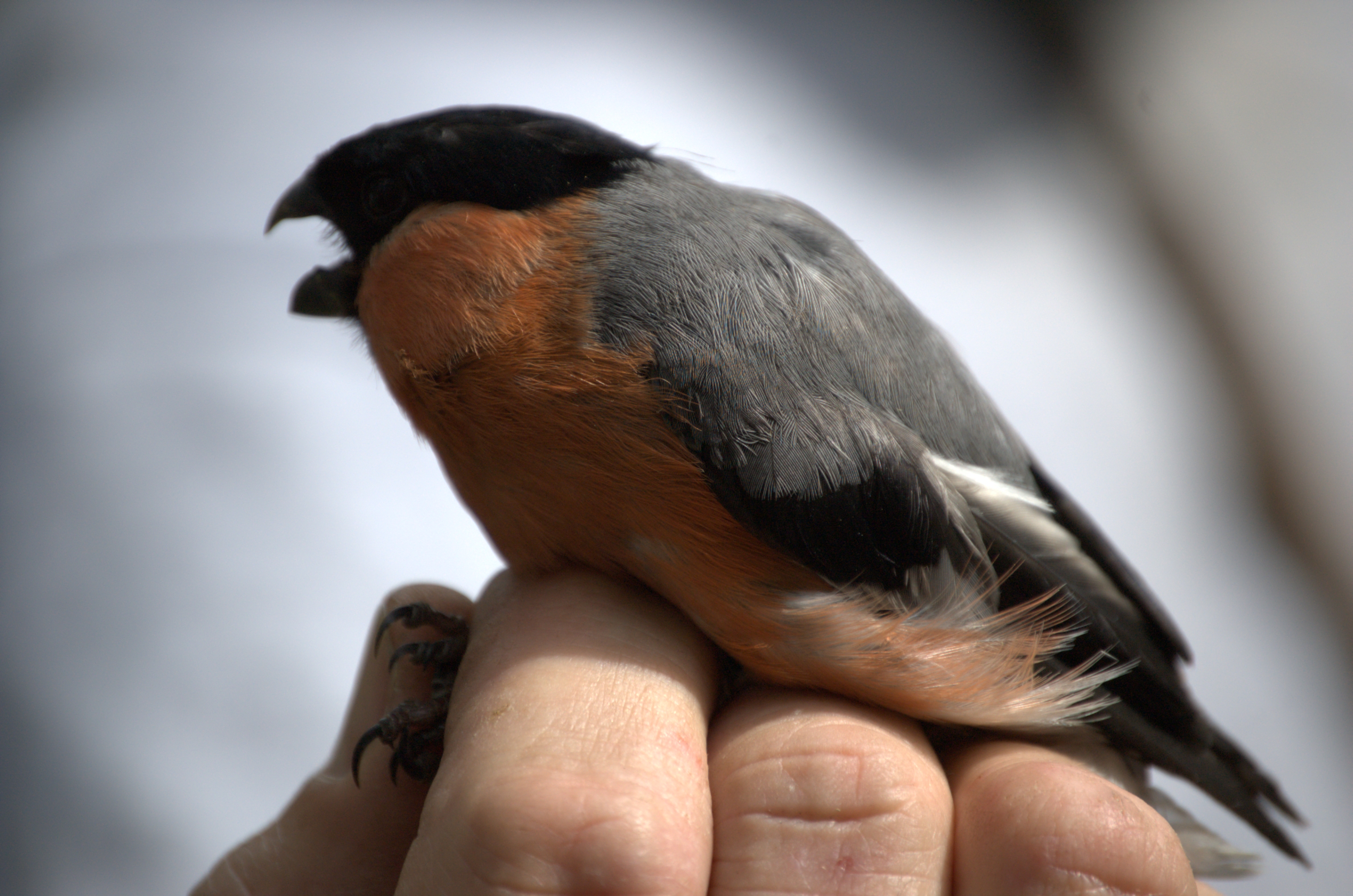 photos/wildlife/Bird_Species/193-Finches/9522-Eurasian_Bullfinch/dsc_2106.jpg