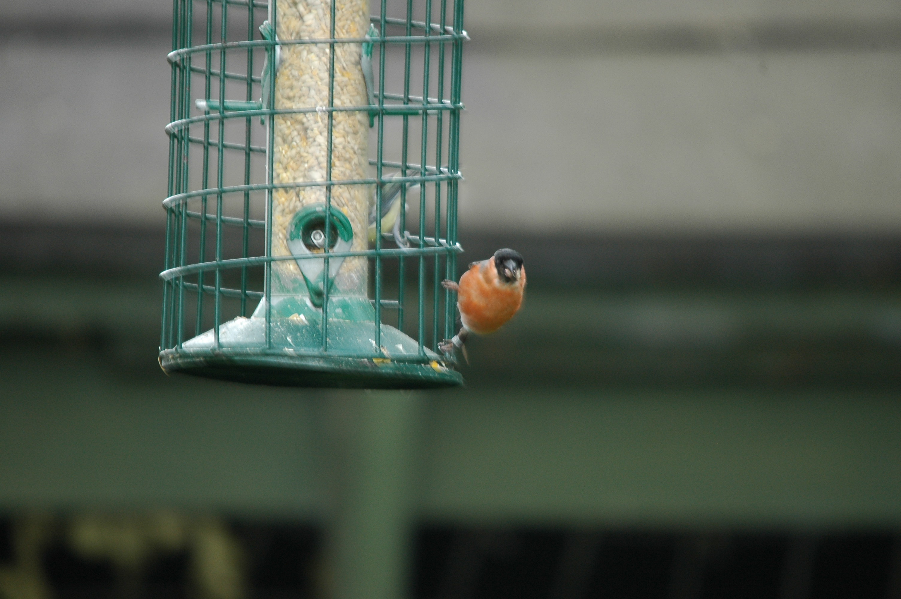 photos/wildlife/Bird_Species/193-Finches/9522-Eurasian_Bullfinch/dsc_2868.jpg
