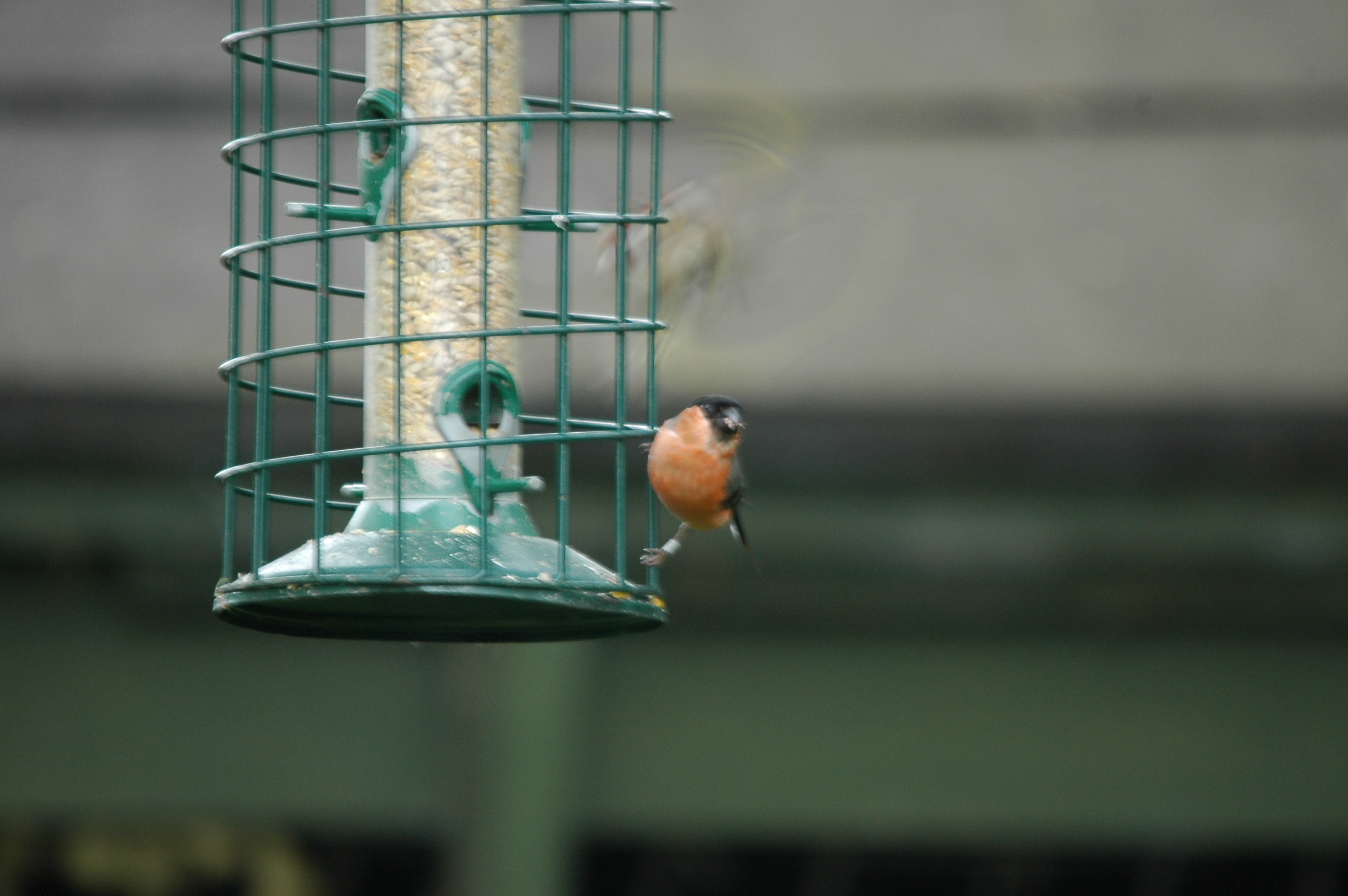 photos/wildlife/Bird_Species/193-Finches/9522-Eurasian_Bullfinch/dsc_2872.jpg