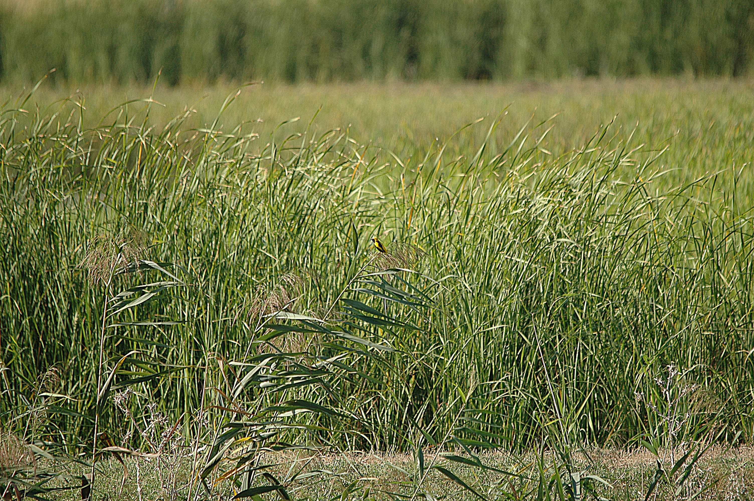 photos/wildlife/Bird_Species/194-Weavers/9796-Yellow-crowned_Bishop/dsc_0742.jpg