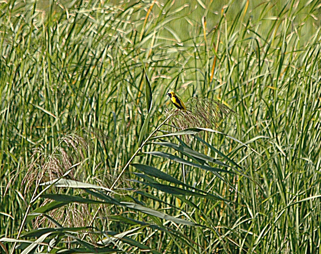 photos/wildlife/Bird_Species/194-Weavers/9796-Yellow-crowned_Bishop/dsc_0742_sm.jpg