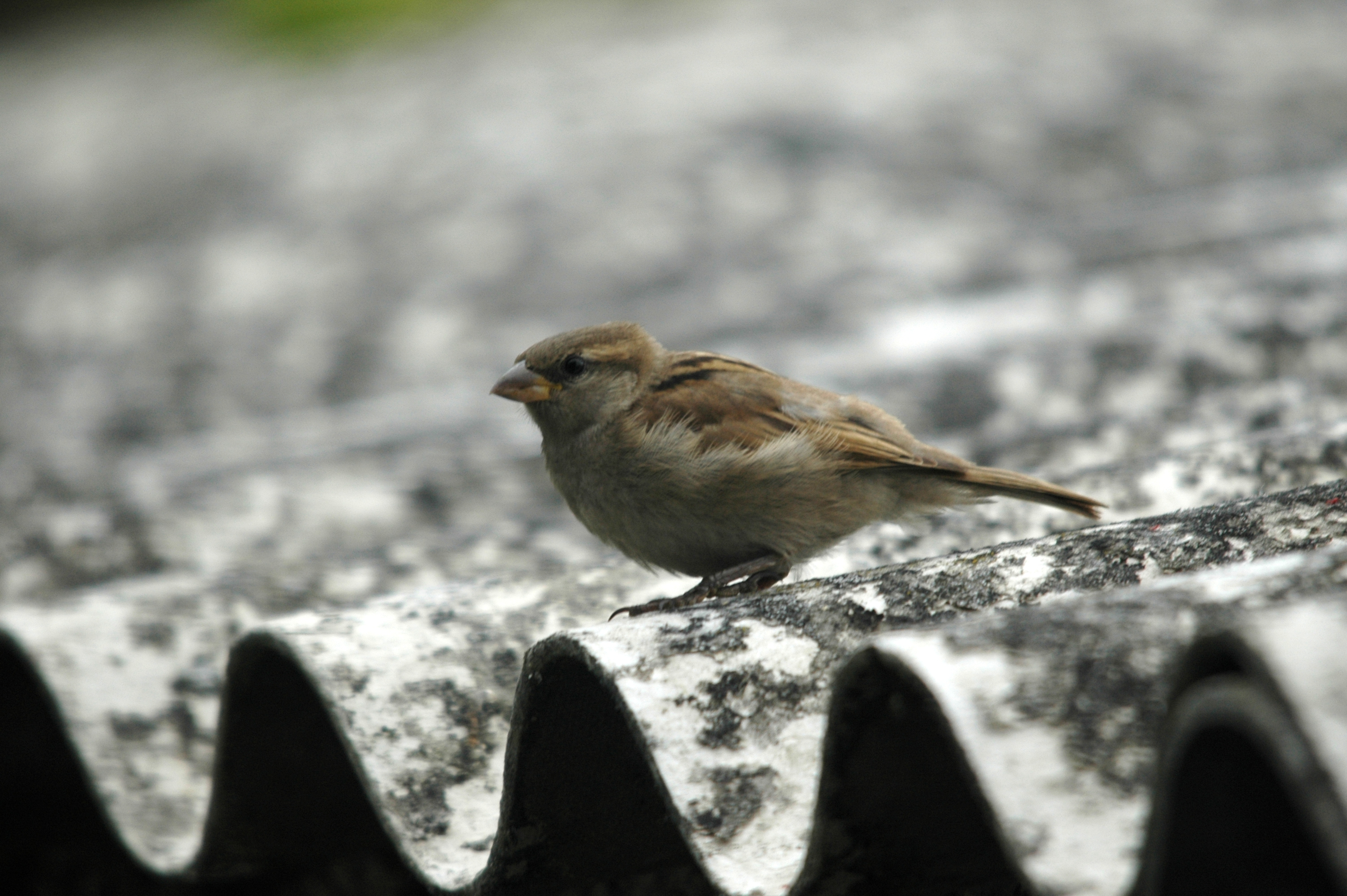 photos/wildlife/Bird_Species/196-Old_World_Sparrows/9816-House_Sparrow/20090627-Nottm-01.JPG