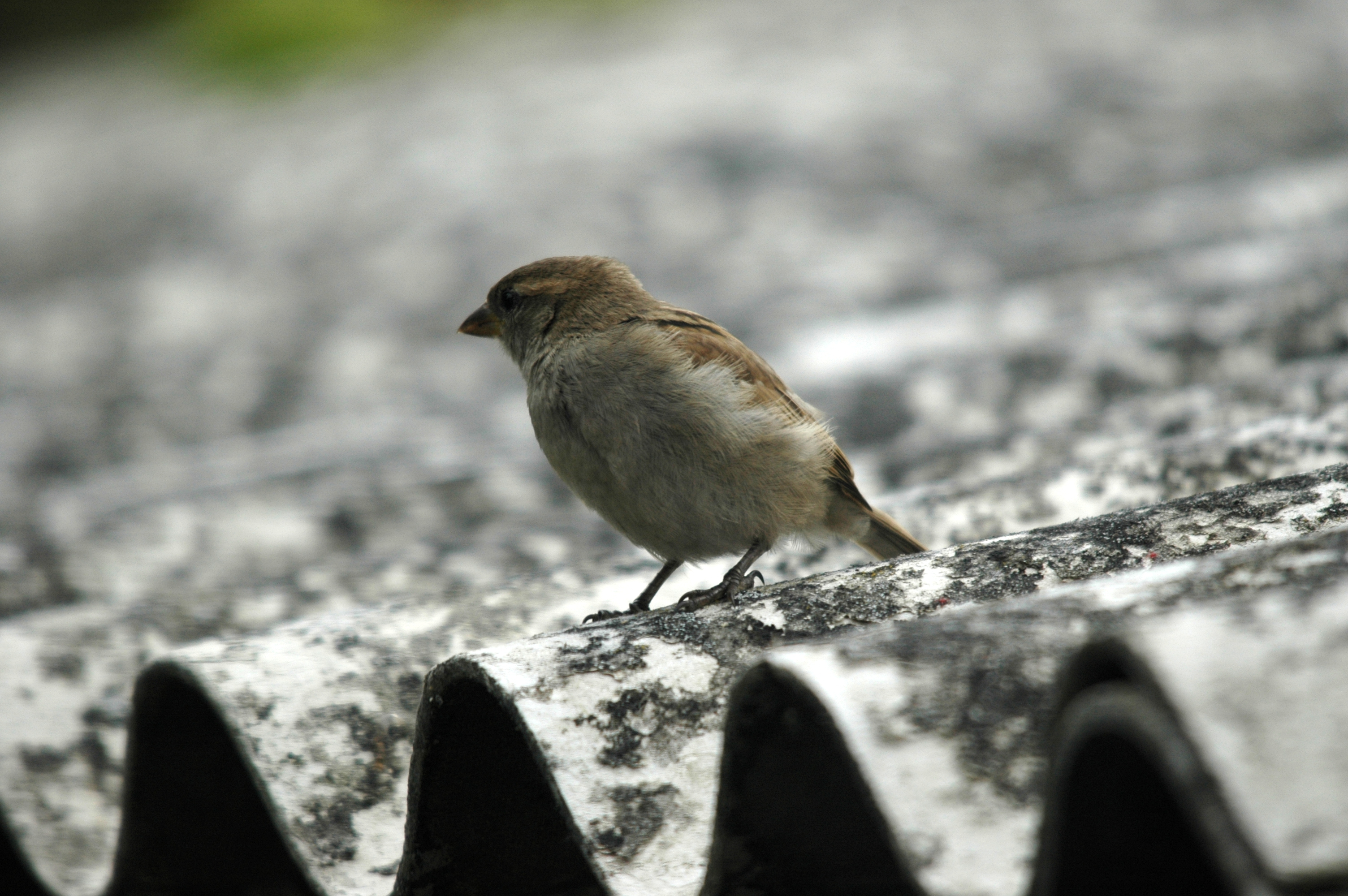 photos/wildlife/Bird_Species/196-Old_World_Sparrows/9816-House_Sparrow/20090627-Nottm-02.JPG