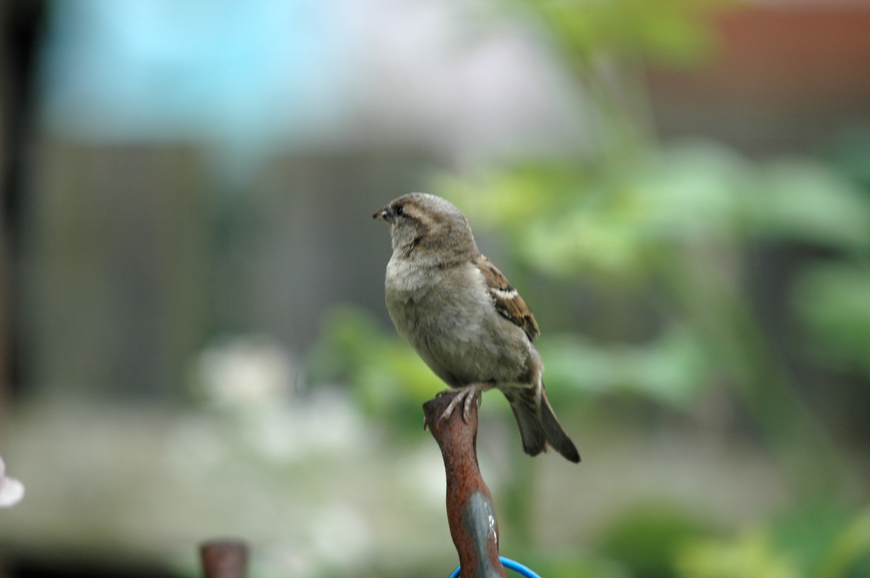 photos/wildlife/Bird_Species/196-Old_World_Sparrows/9816-House_Sparrow/20090627-Nottm-04.JPG
