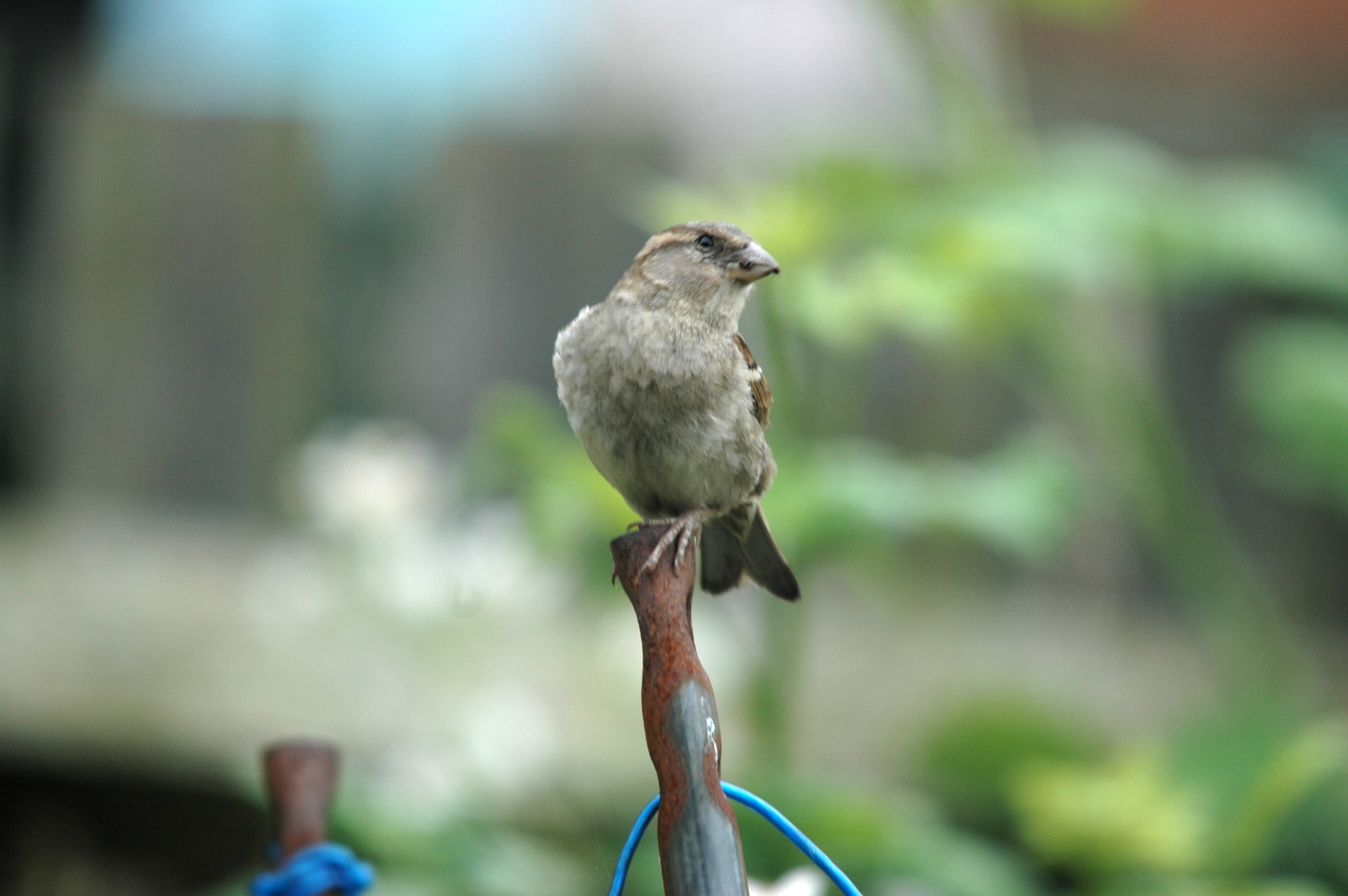 photos/wildlife/Bird_Species/196-Old_World_Sparrows/9816-House_Sparrow/20090627-Nottm-05.JPG