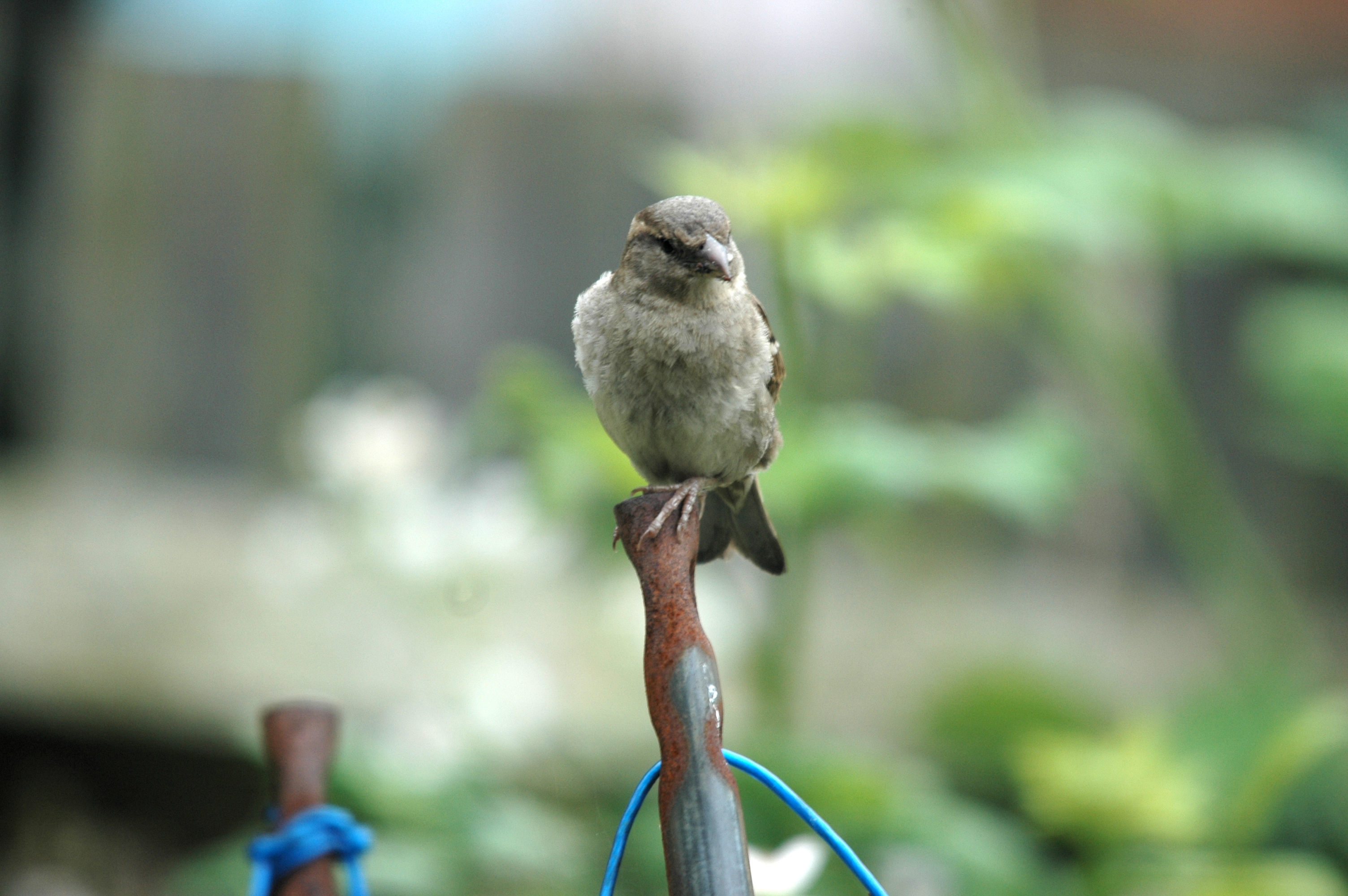 photos/wildlife/Bird_Species/196-Old_World_Sparrows/9816-House_Sparrow/20090627-Nottm-06.JPG
