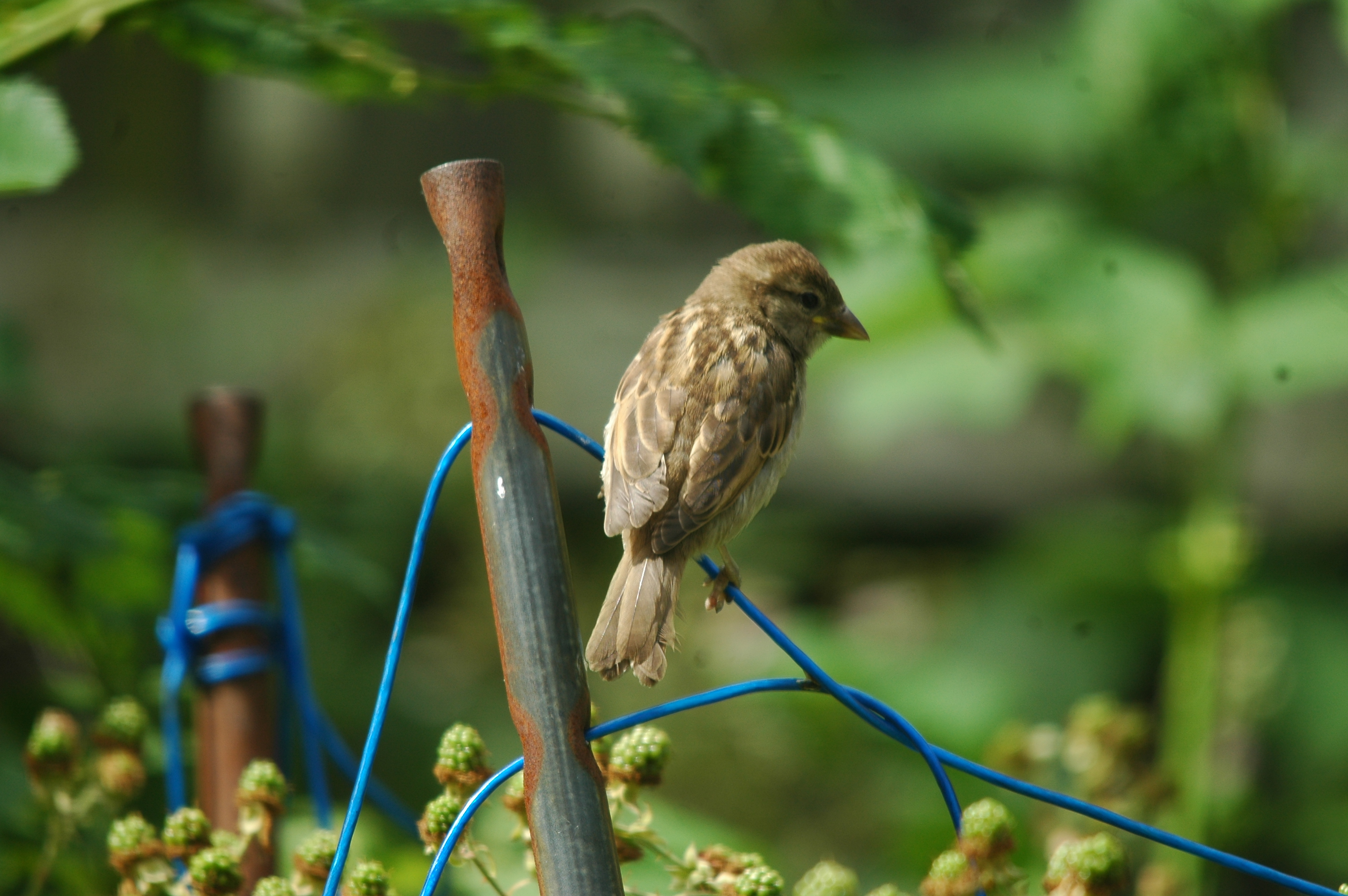 photos/wildlife/Bird_Species/196-Old_World_Sparrows/9816-House_Sparrow/20090714-Nottm-01.jpg