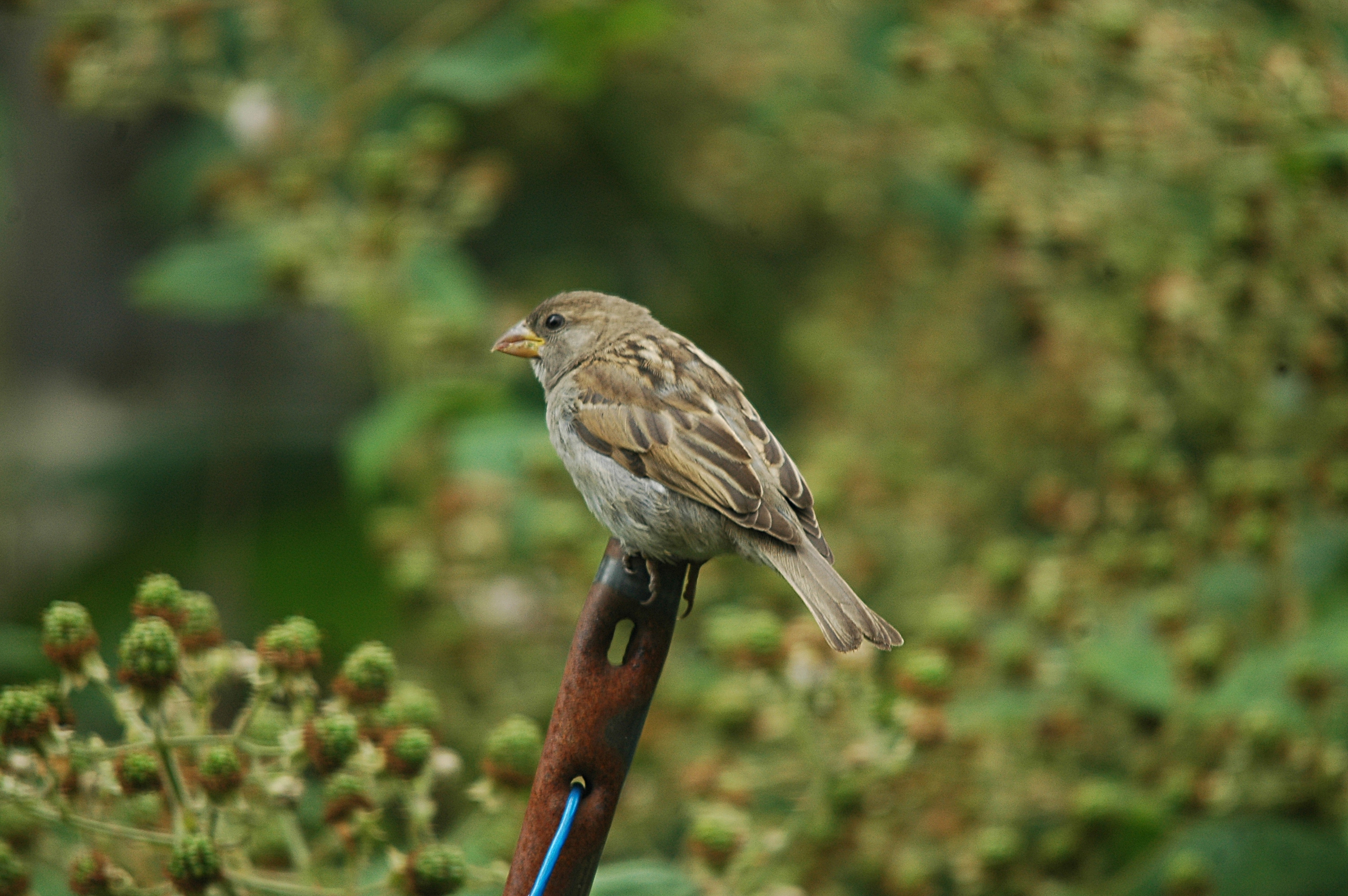 photos/wildlife/Bird_Species/196-Old_World_Sparrows/9816-House_Sparrow/20090714-Nottm-02.jpg