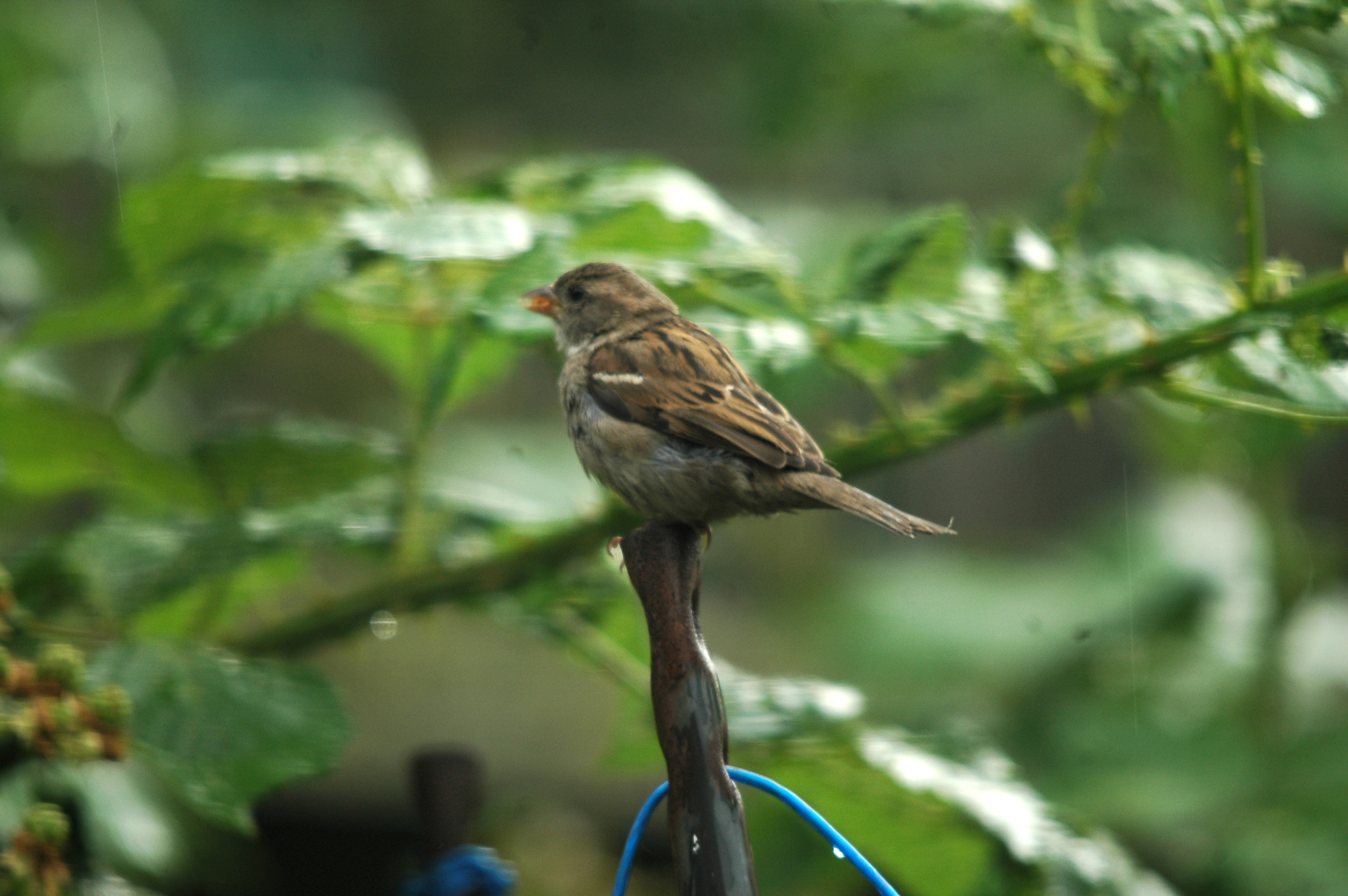 photos/wildlife/Bird_Species/196-Old_World_Sparrows/9816-House_Sparrow/20090714-Nottm-03.jpg