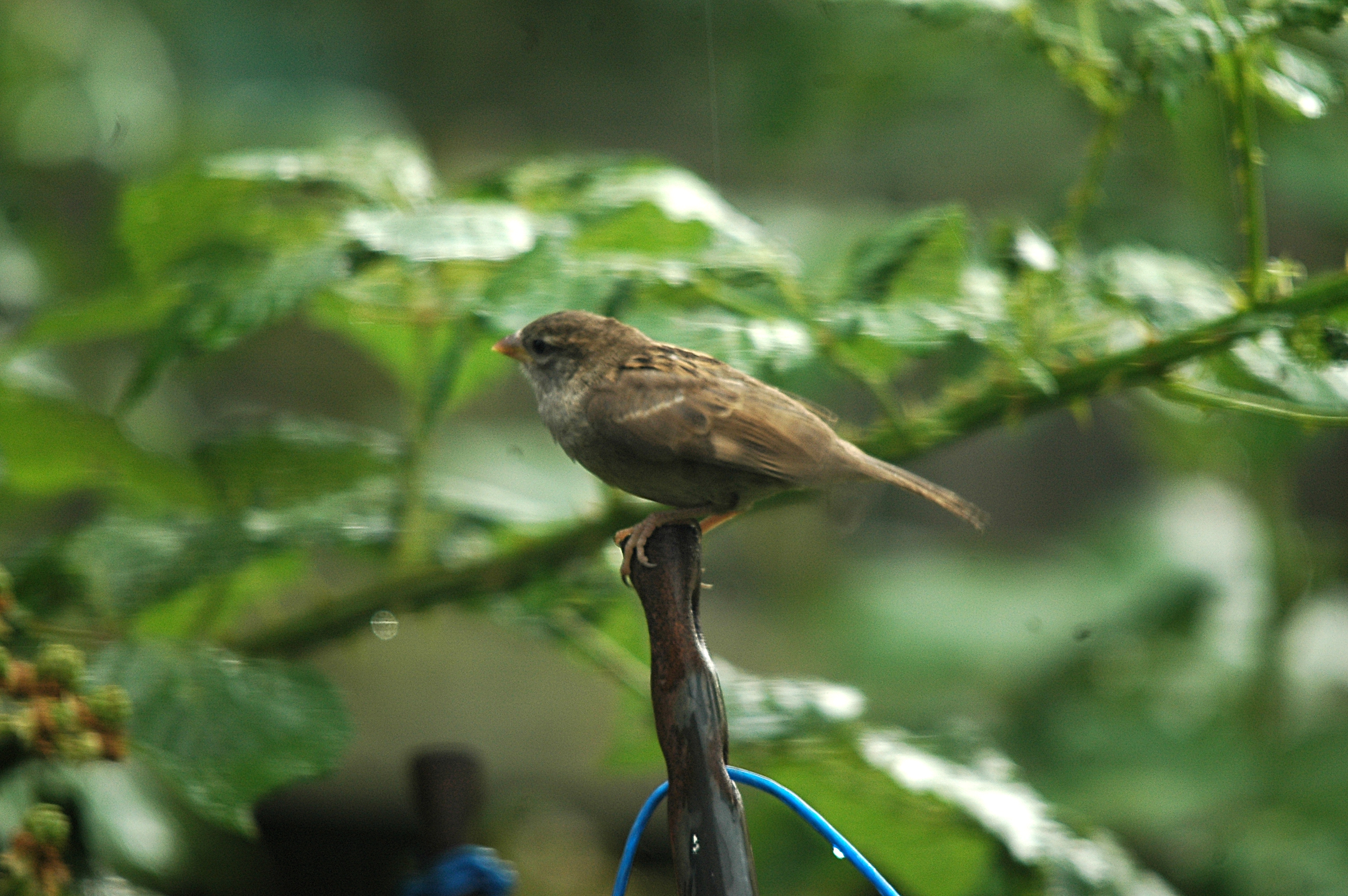 photos/wildlife/Bird_Species/196-Old_World_Sparrows/9816-House_Sparrow/20090714-Nottm-04.jpg