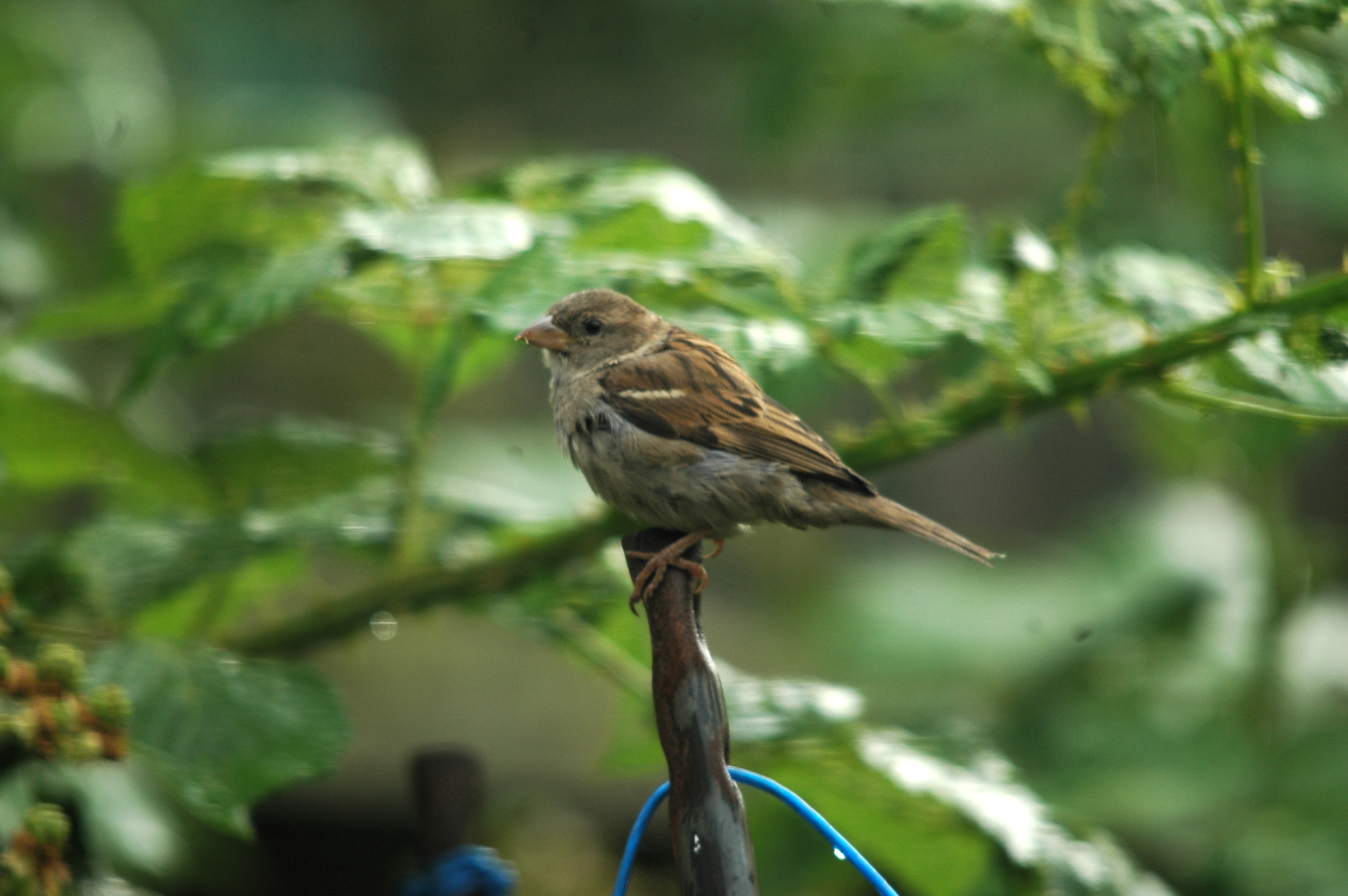photos/wildlife/Bird_Species/196-Old_World_Sparrows/9816-House_Sparrow/20090714-Nottm-05.jpg