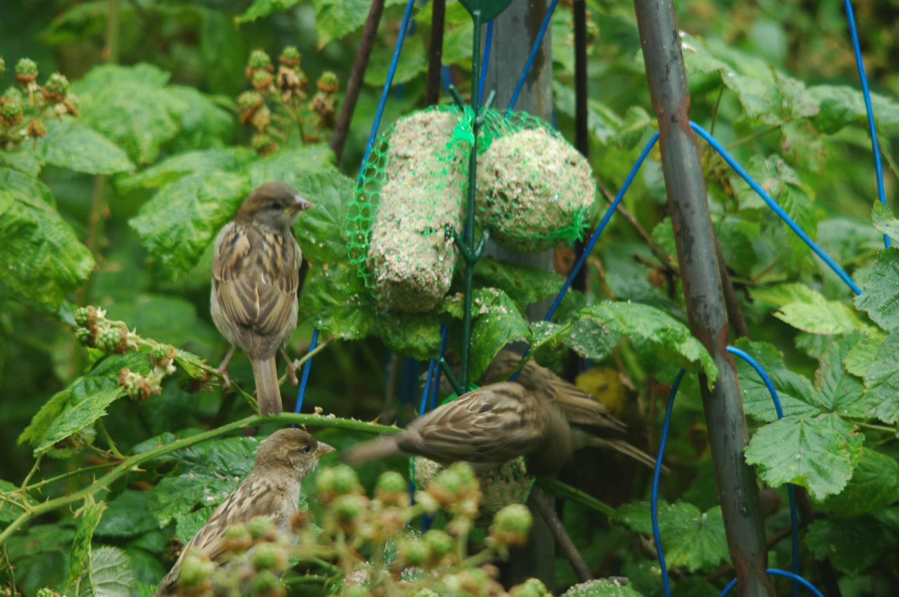 photos/wildlife/Bird_Species/196-Old_World_Sparrows/9816-House_Sparrow/20090714-Nottm-06.jpg