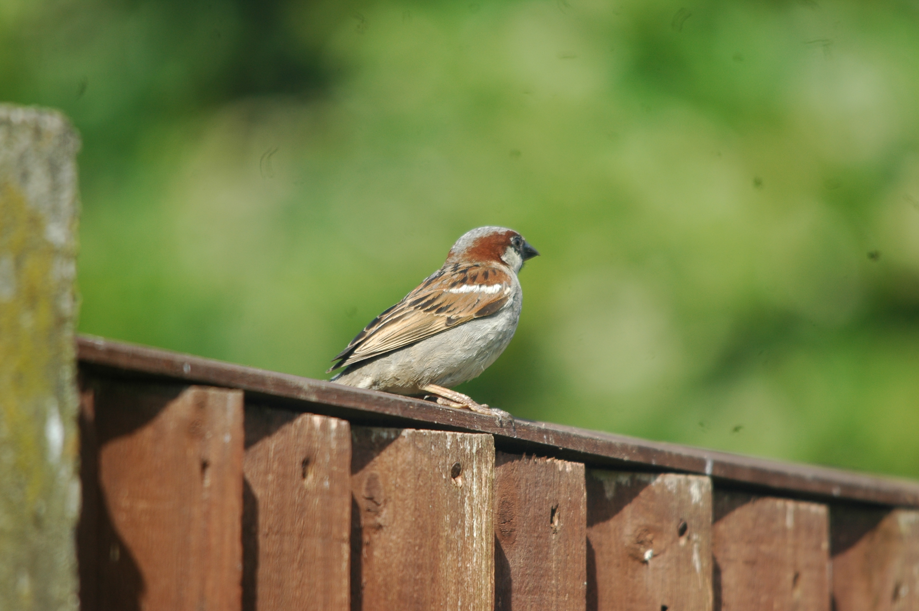 photos/wildlife/Bird_Species/196-Old_World_Sparrows/9816-House_Sparrow/20090720-Burscough-01.jpg
