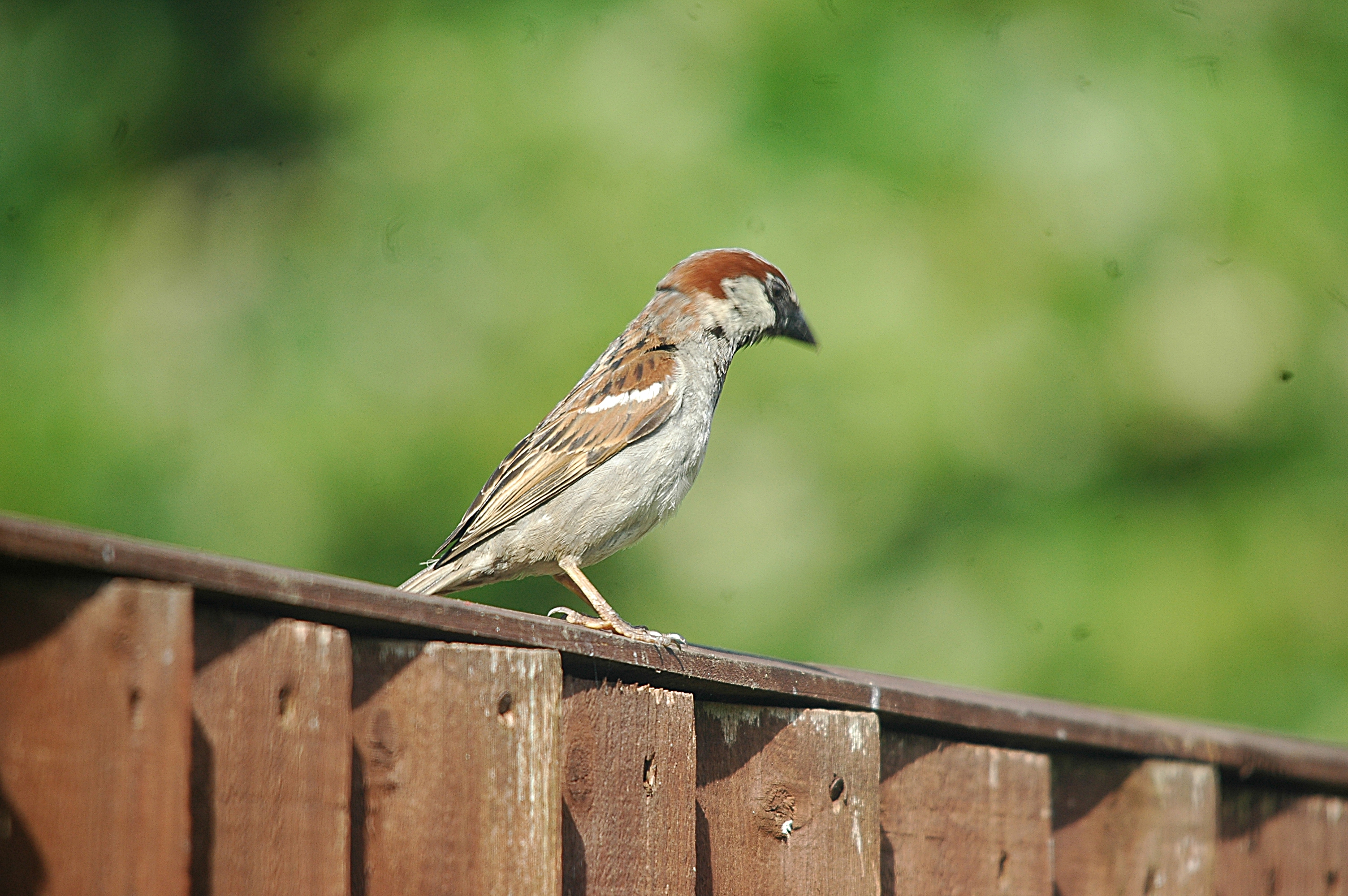 photos/wildlife/Bird_Species/196-Old_World_Sparrows/9816-House_Sparrow/20090720-Burscough-02.jpg