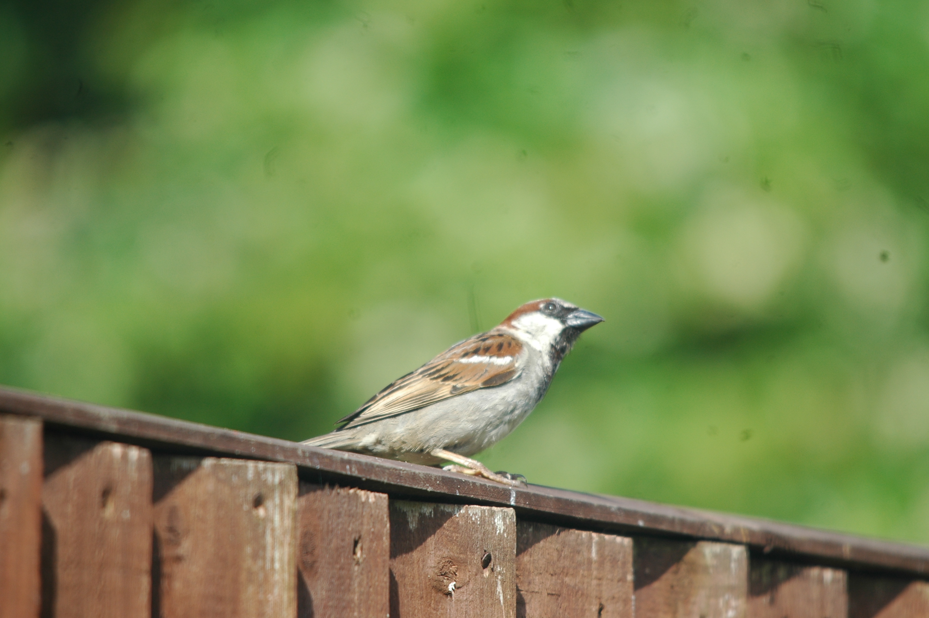 photos/wildlife/Bird_Species/196-Old_World_Sparrows/9816-House_Sparrow/20090720-Burscough-03.jpg