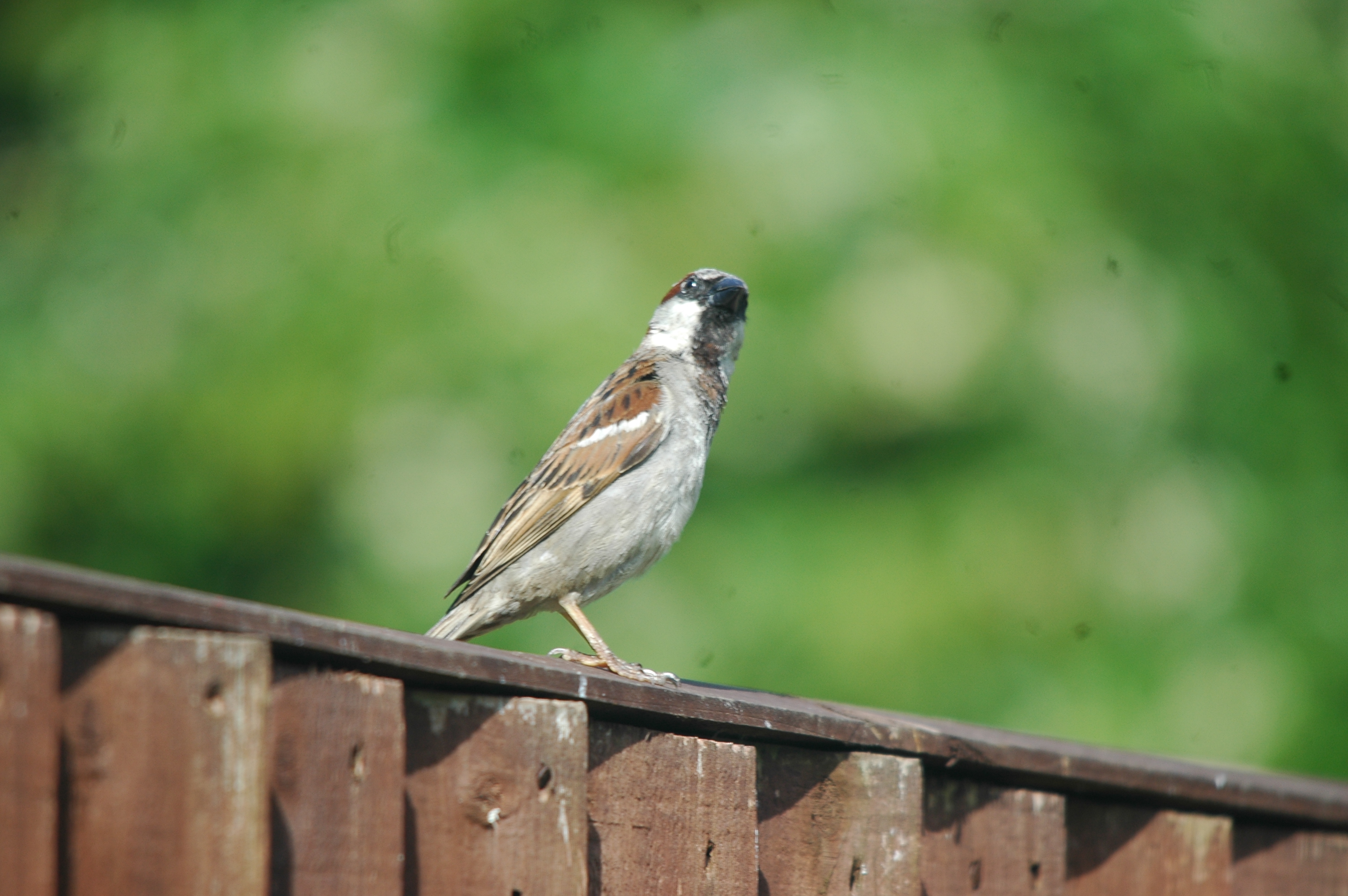 photos/wildlife/Bird_Species/196-Old_World_Sparrows/9816-House_Sparrow/20090720-Burscough-04.jpg