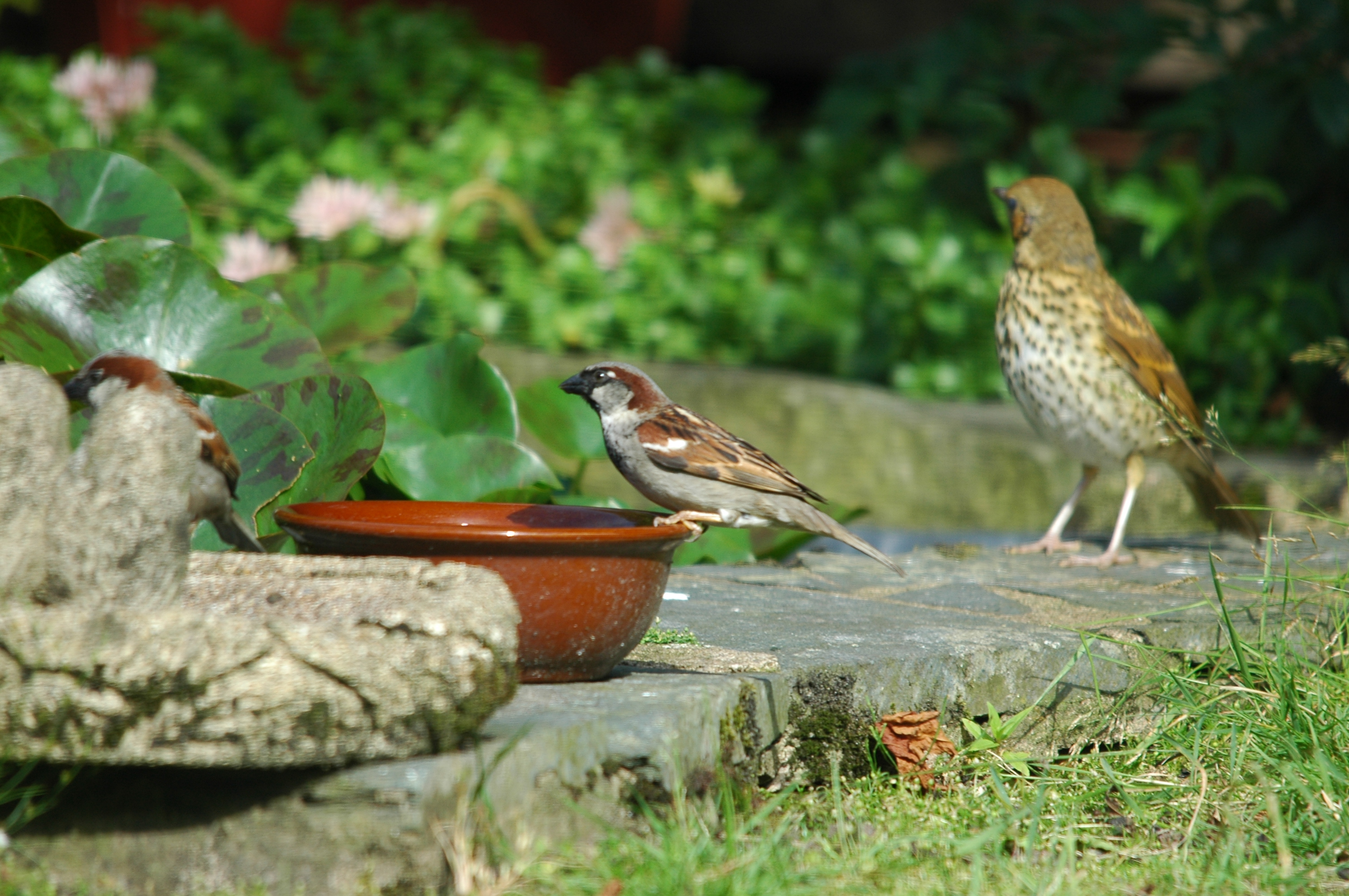 photos/wildlife/Bird_Species/196-Old_World_Sparrows/9816-House_Sparrow/20090720-Burscough-05.jpg