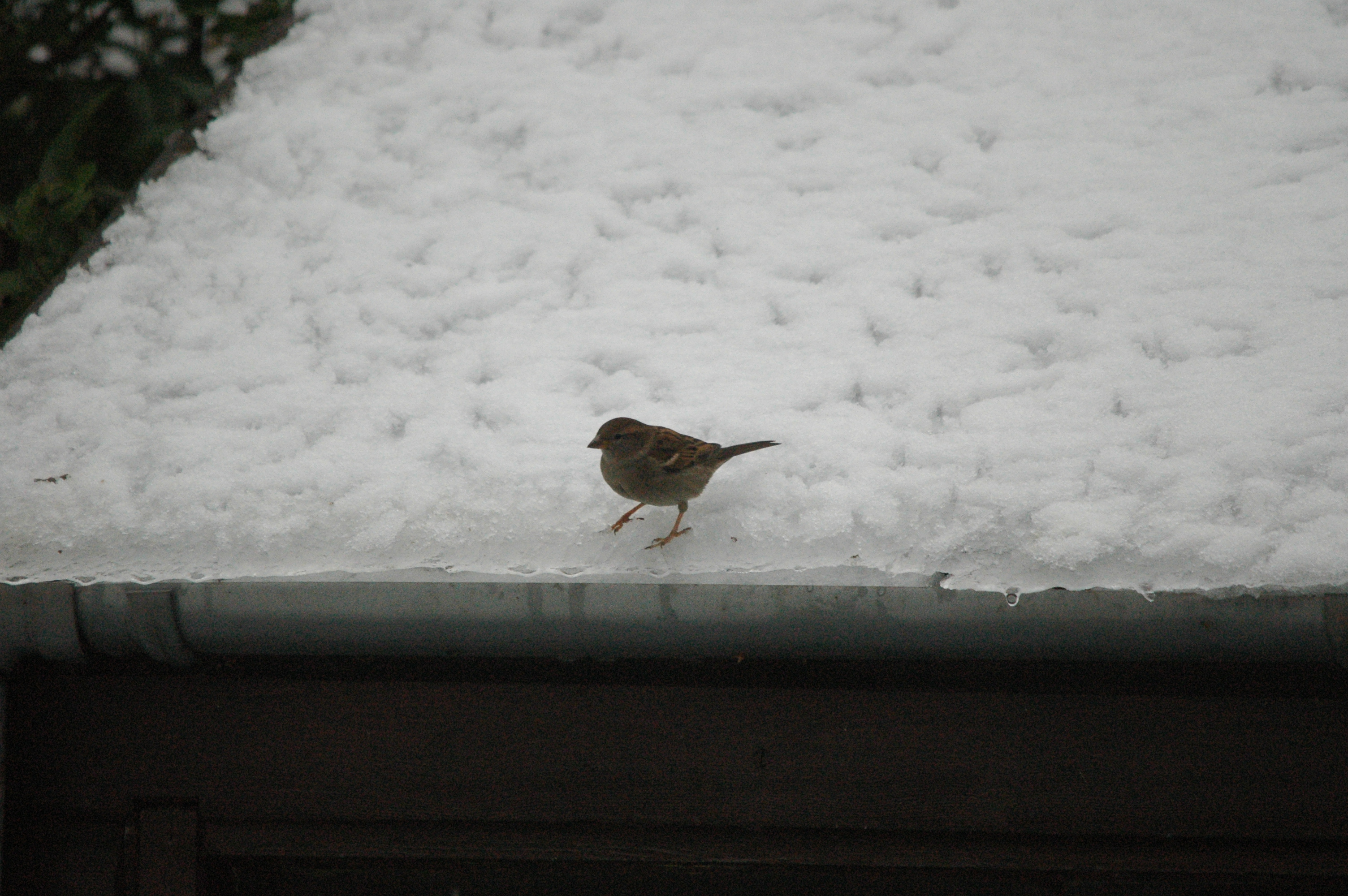 photos/wildlife/Bird_Species/196-Old_World_Sparrows/9816-House_Sparrow/dsc_1548.jpg